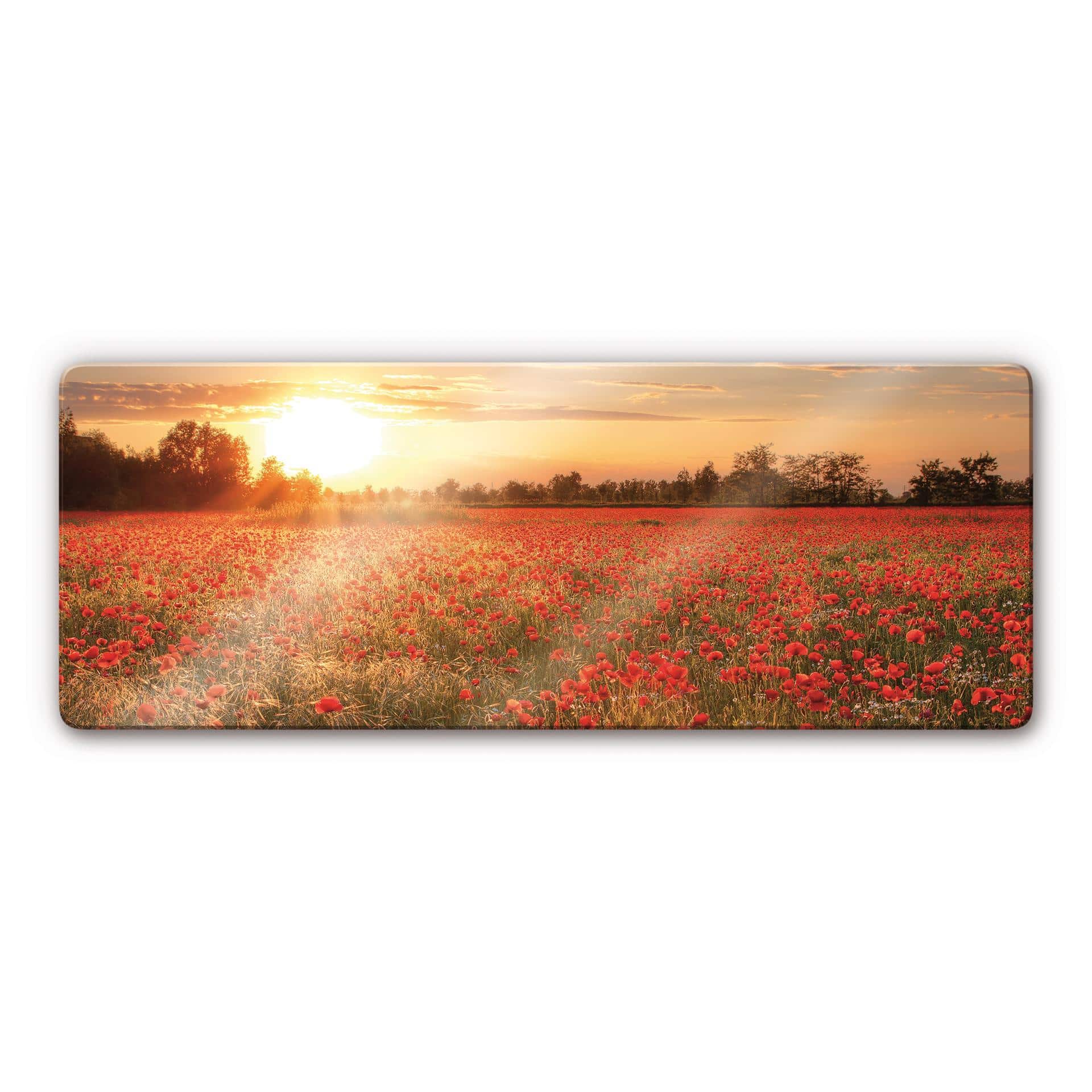 Glasbillede - Valmuemark i Solnedgang Panorama