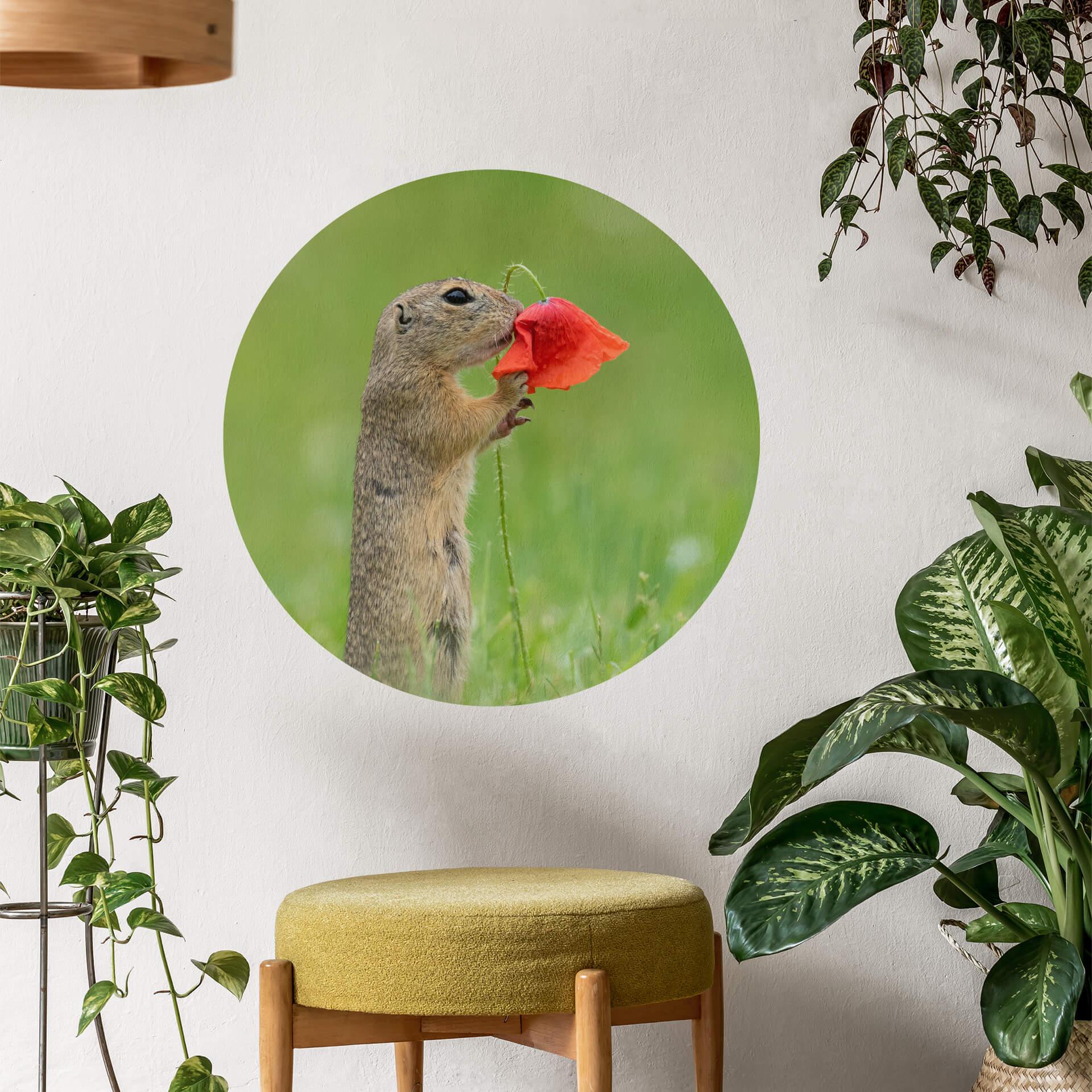 Wandtattoo van Duijn - Erdhörnchen mit Mohnblume