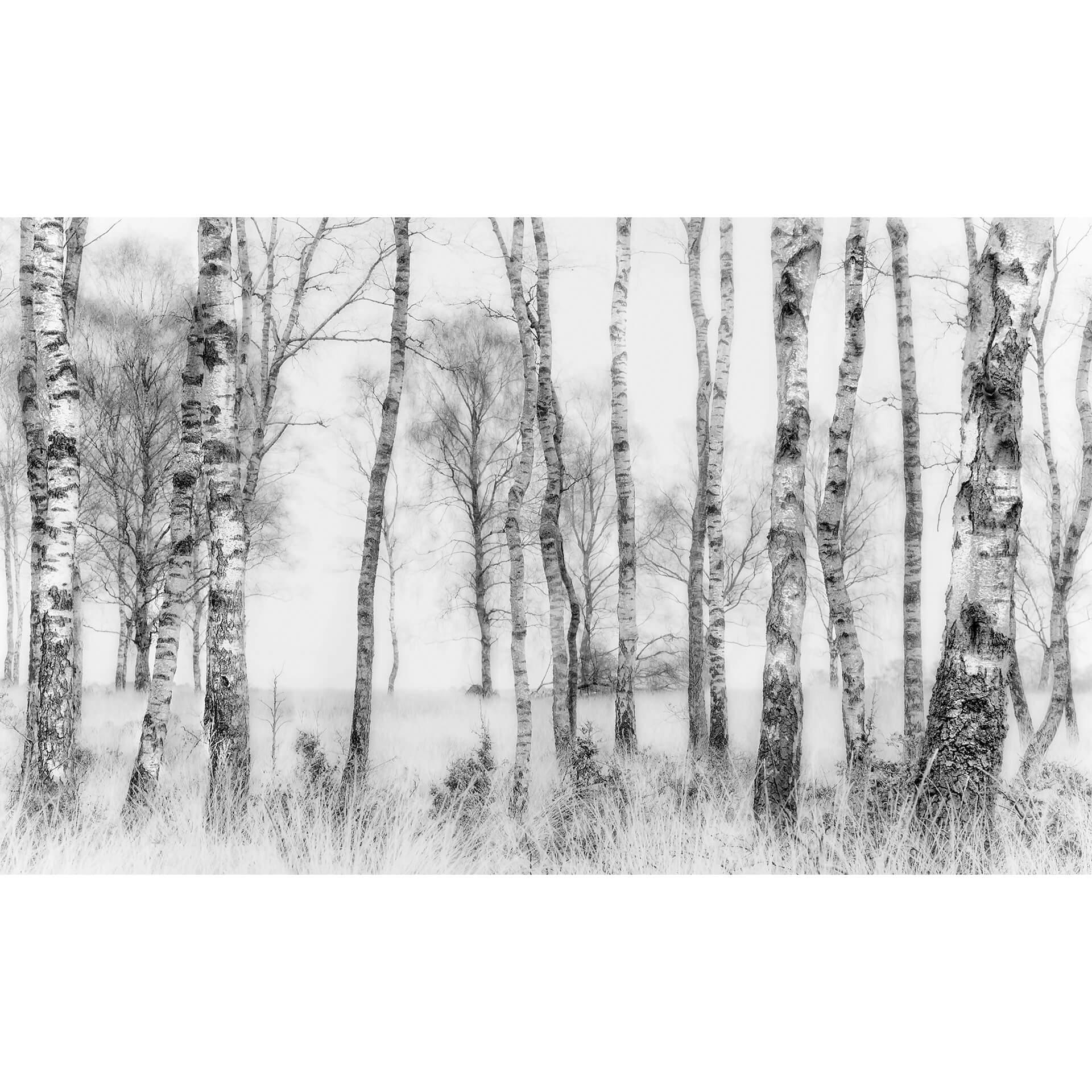 Fotobehang Talen - Berkenbos (432x260 cm)