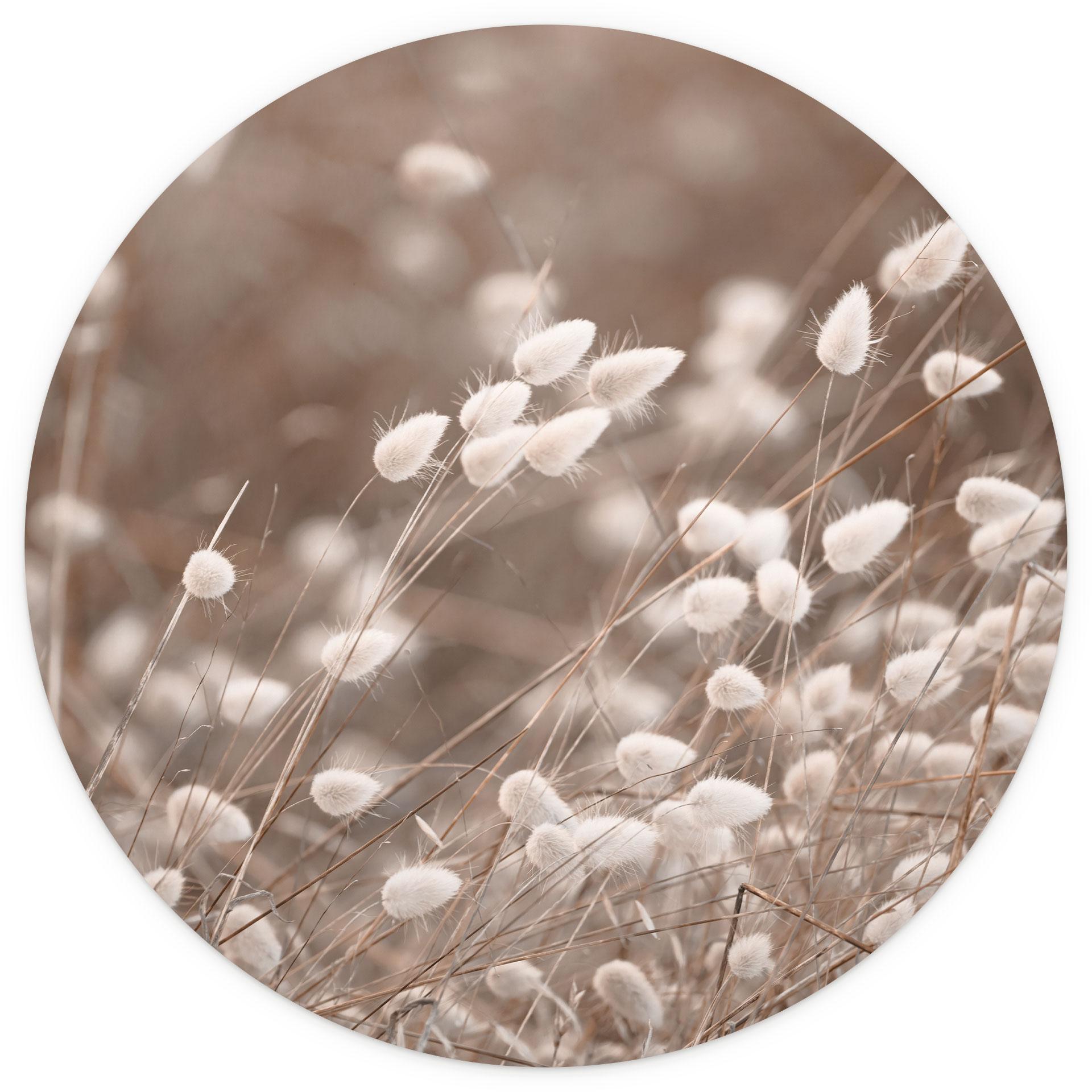 Fijne grassen in herfstlicht Fotobehang - Collins - Rond - vliesbehang/zelfklevend vliesbehang