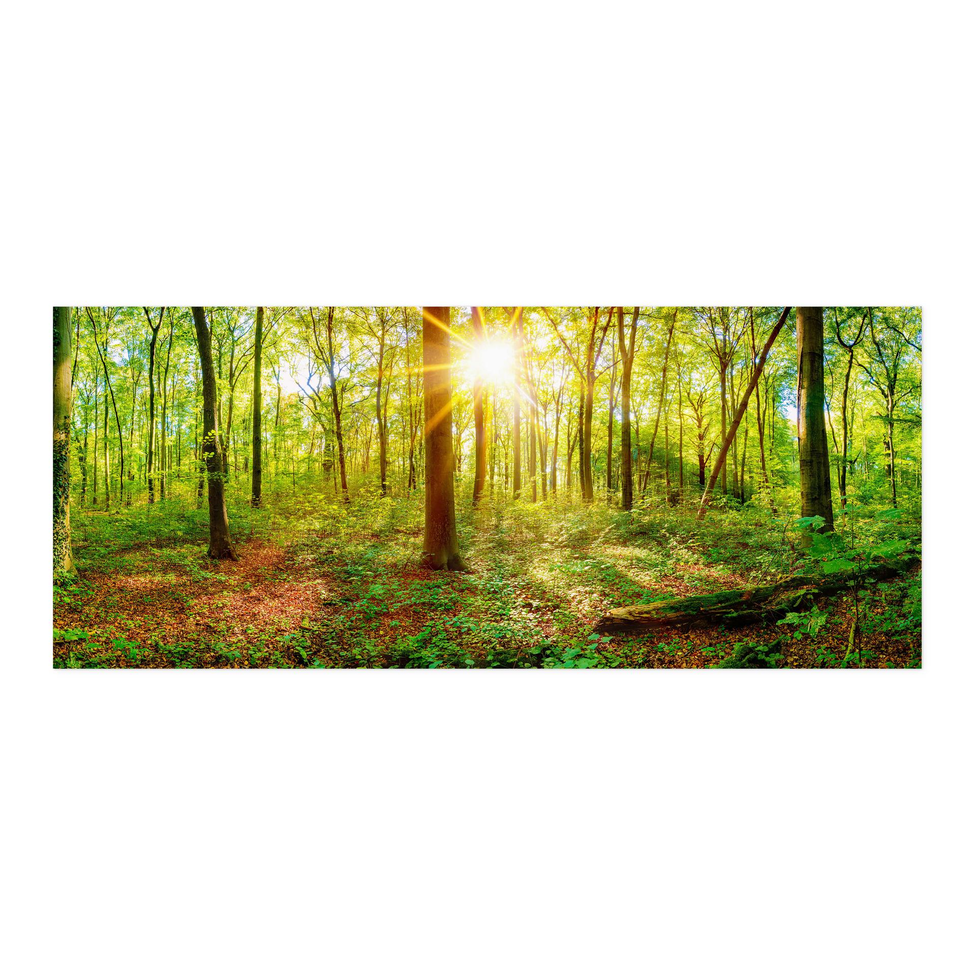 Zelfklevende Keukenachterwand Bomen in het Bos