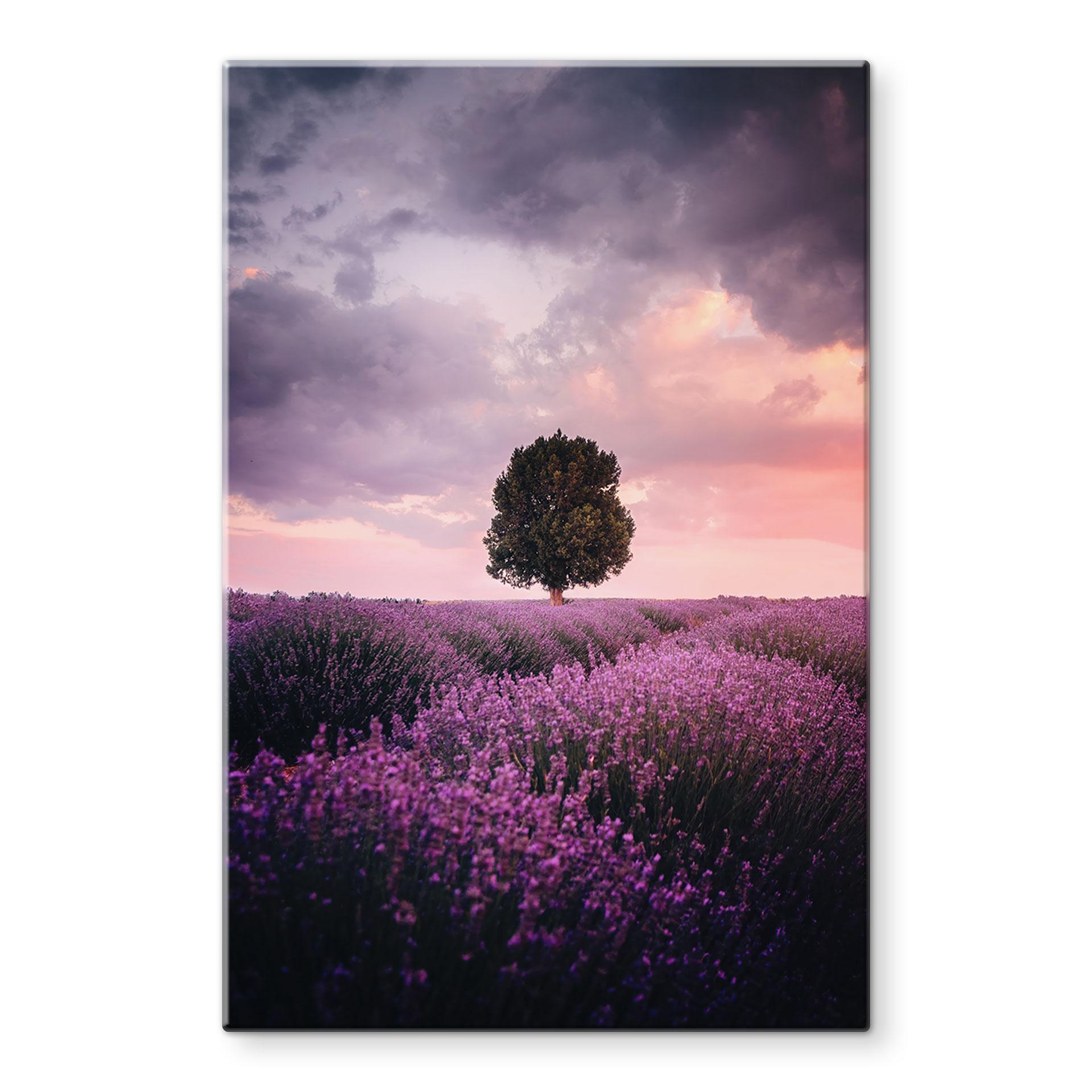 Glasbillede - Lilla lavendelmarker ved solnedgang - Cevik