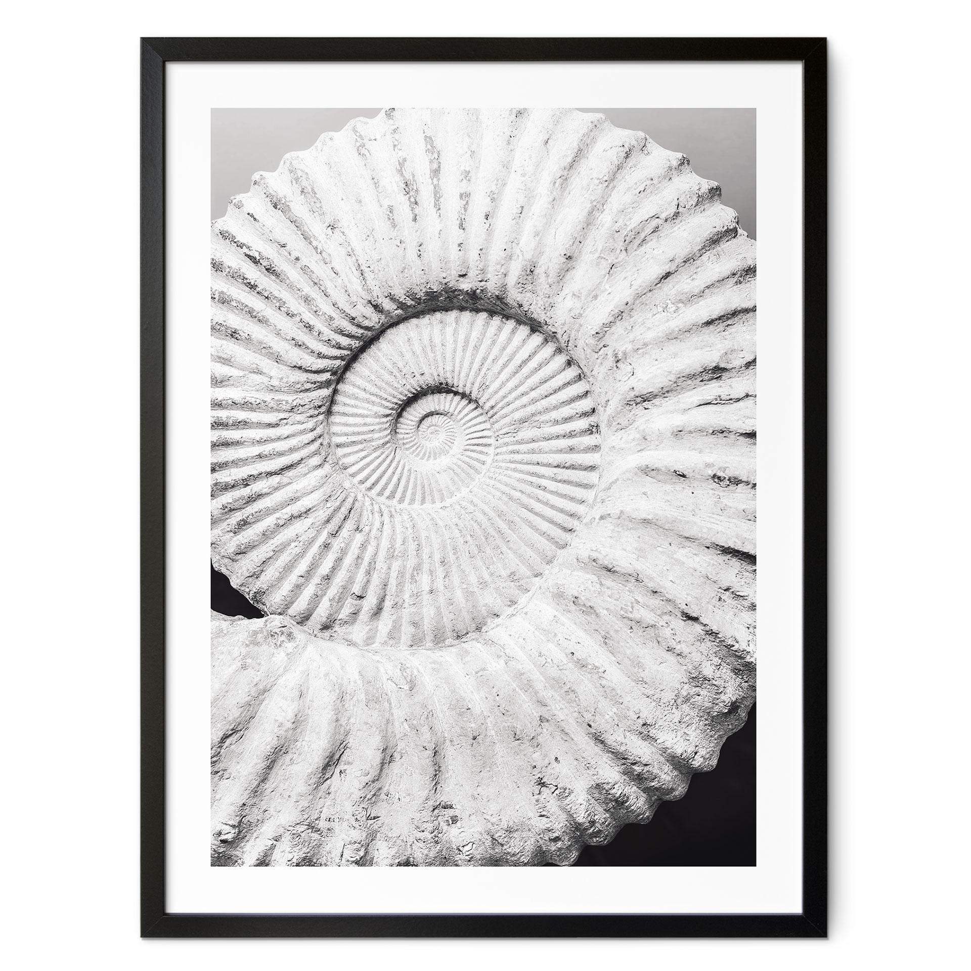 Plakat Fossil muslingeskal - Shot-by-Clint