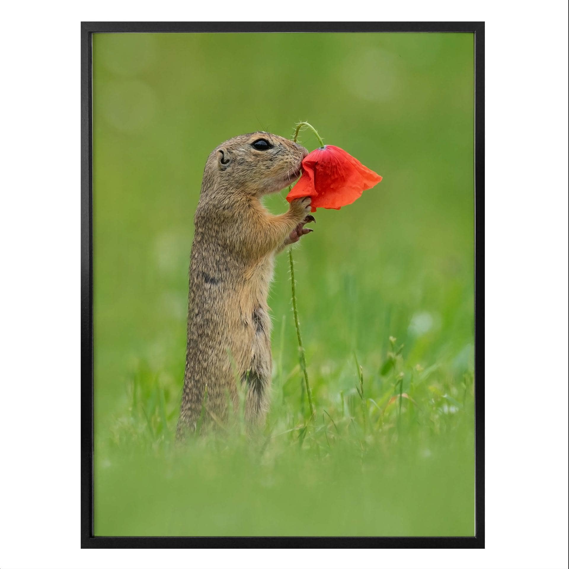 Poster van Duijn - Jordekorre med vallmoblomma
