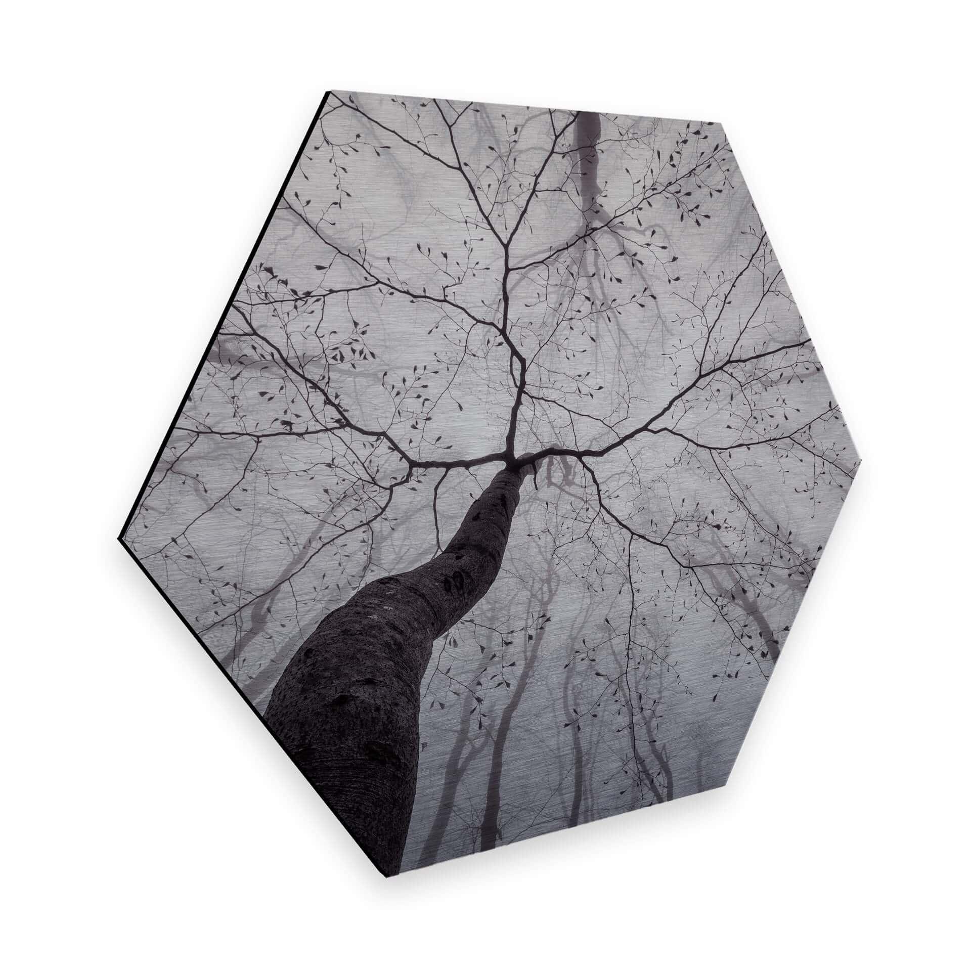 Hexagone - Alu-Dibond effet argenté Pavlasek - Vers la cime des arbres