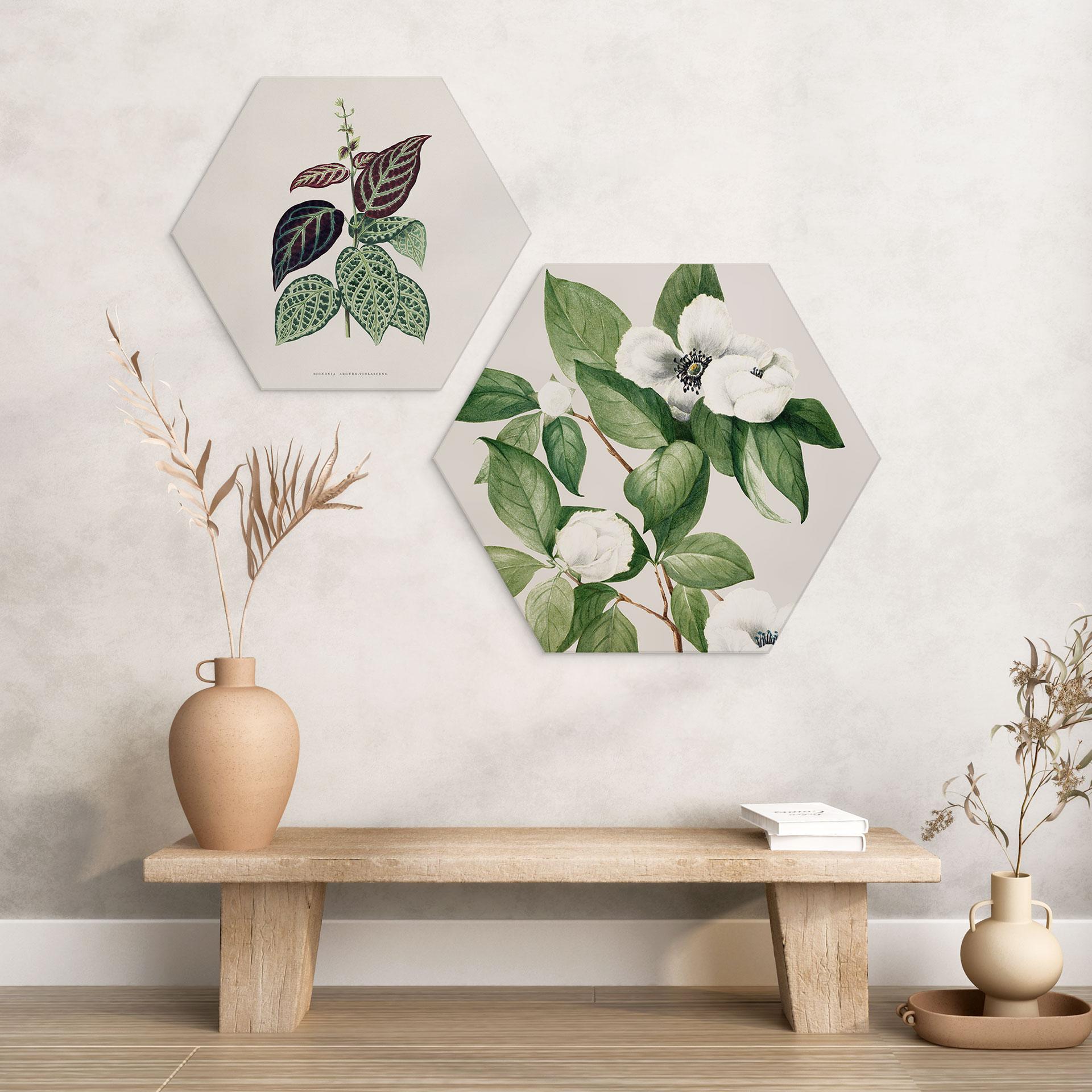 Hexagon Wandbild Botanik Illustration einer Scheinkamelie - Walcott - Alu-Dibond