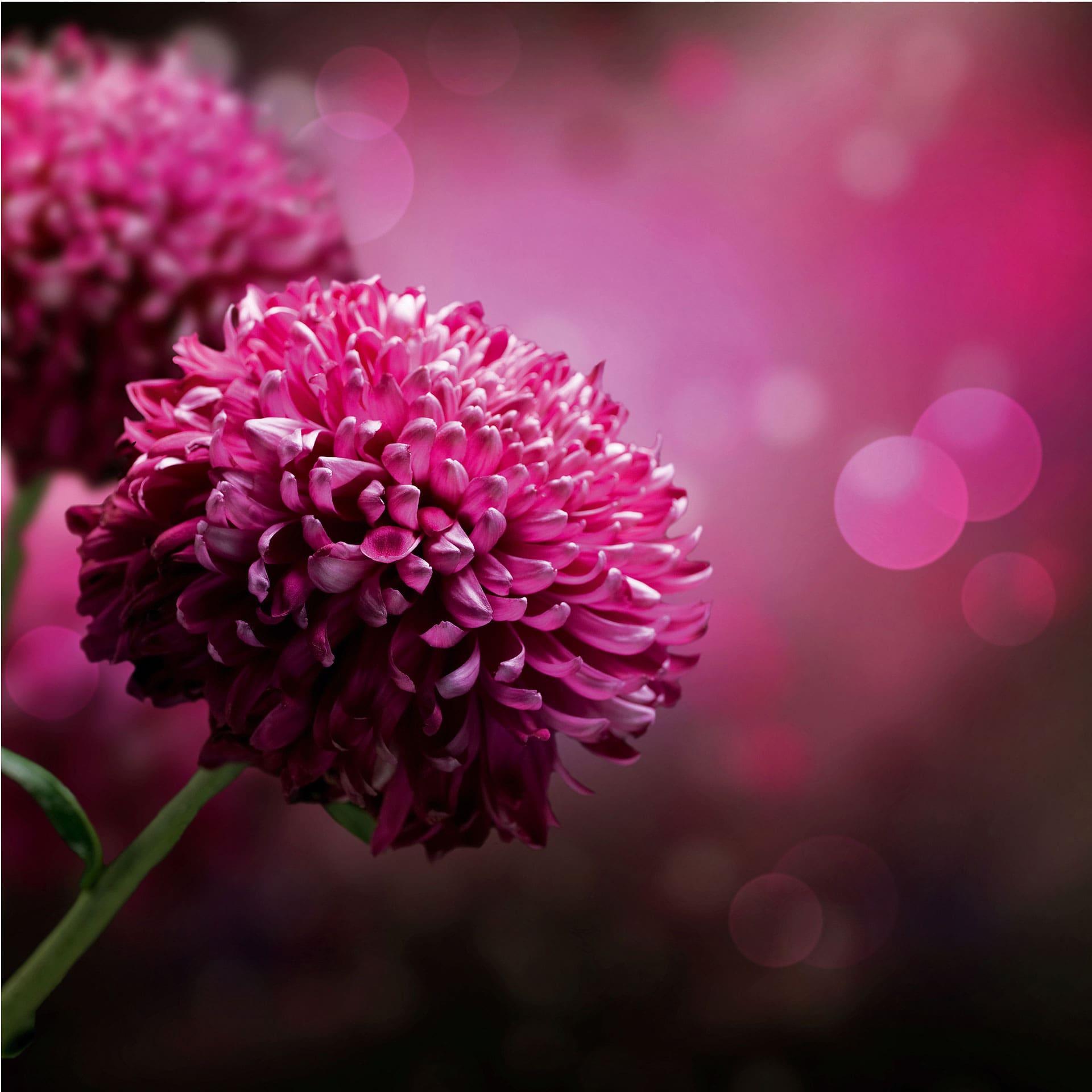 Fotobehang Roze Dahlia