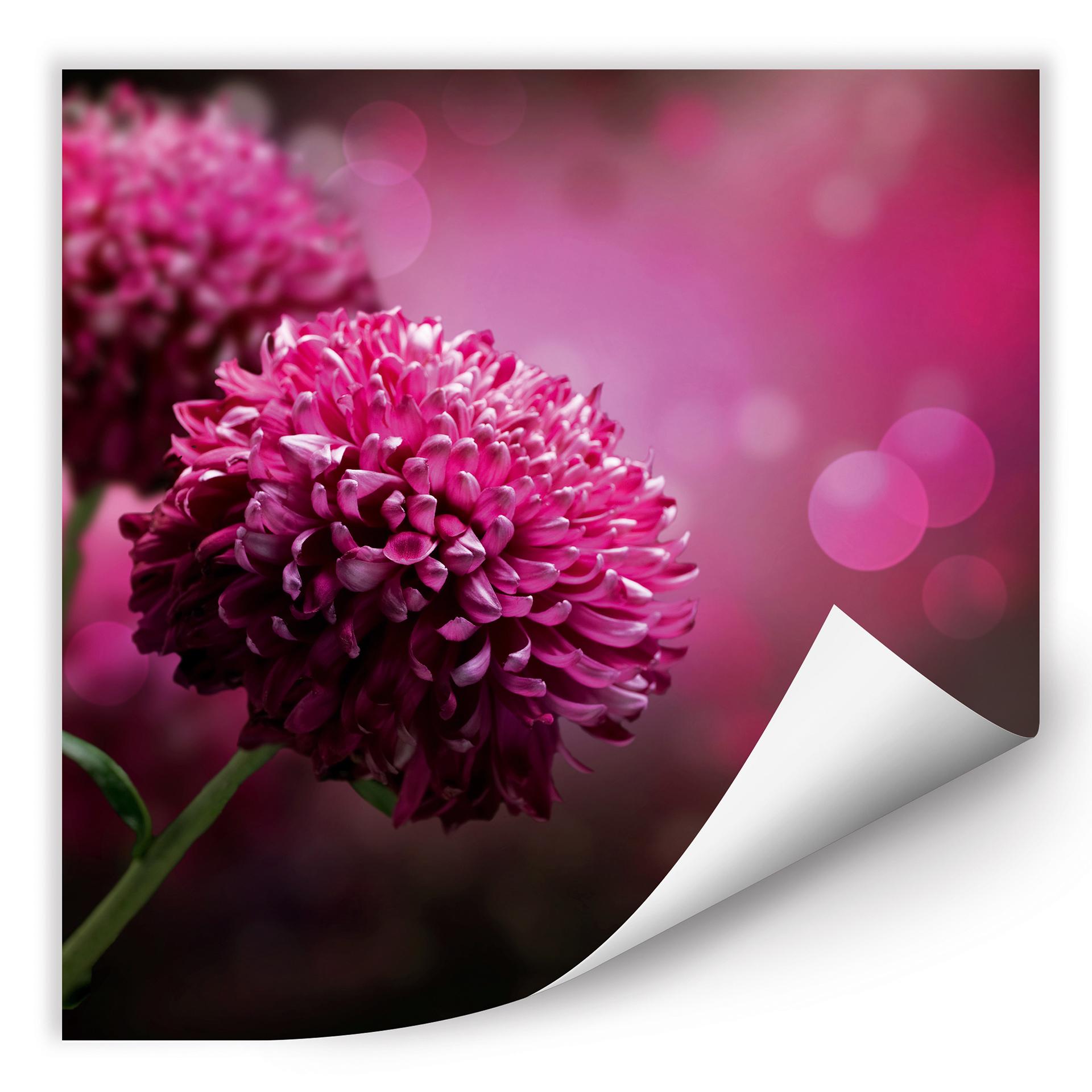 Poster autocollant - W - Dahlia Rose