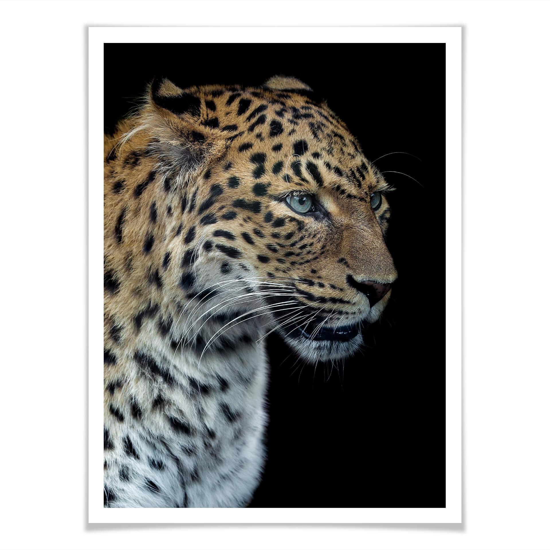 Plakat Dambreville - Ciekawy Jaguar