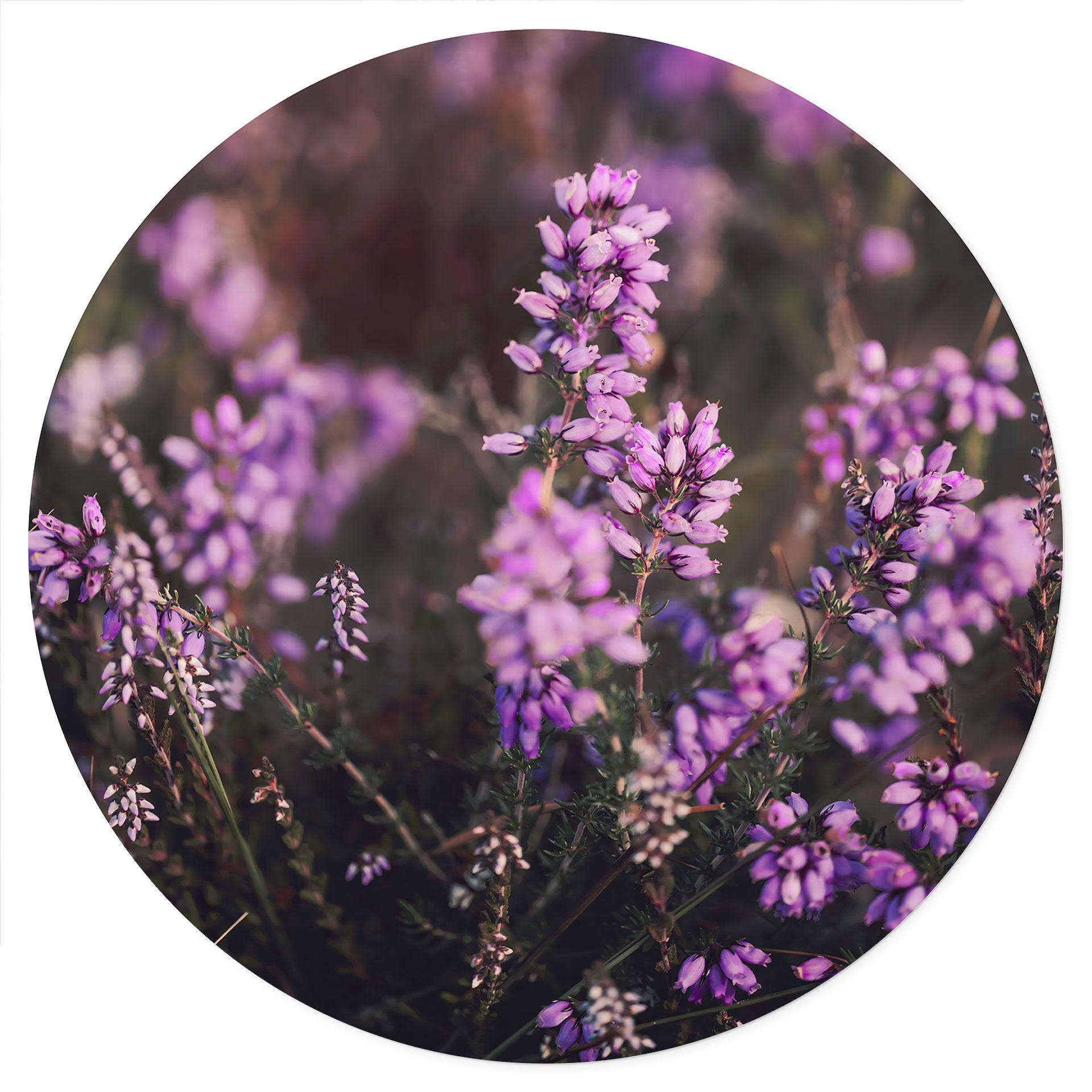 Muursticker Paarse heidebloesem in warm licht | Bloemen muursticker - Annie - Rond