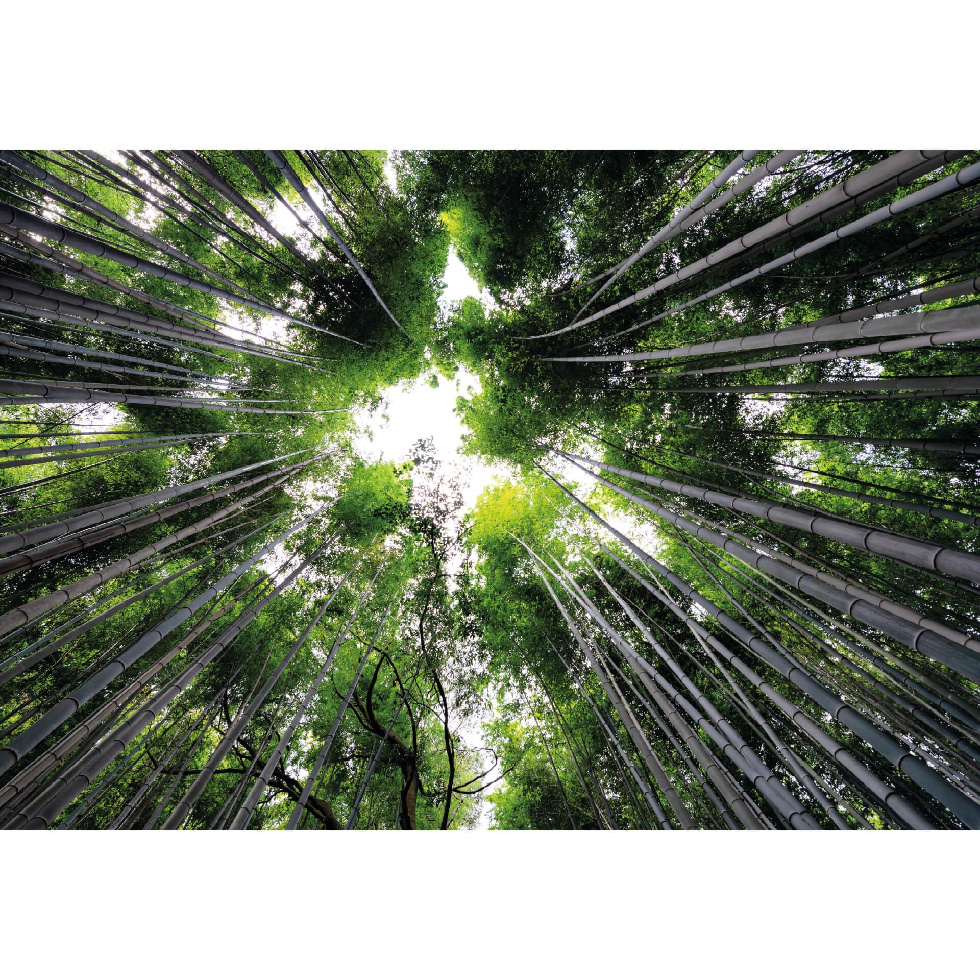 Fotobehang Hugonnard - Japenese Forest