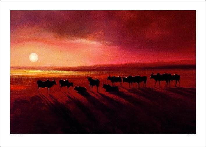 Plakat Jonathan Sanders - Zebu At Dusk kunsttryk (70 x 50 cm)