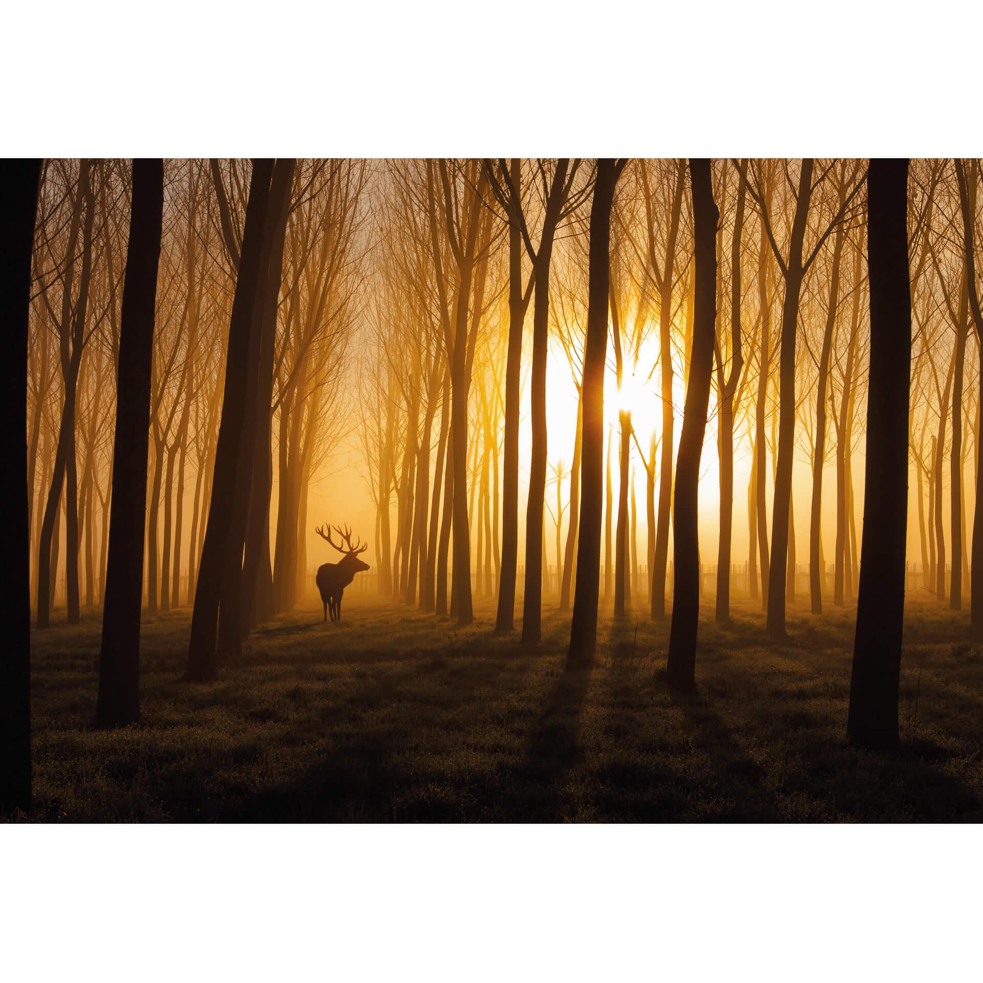 Fotobehang Norim - Forest Beauty - 384 x 260 cm (bxh)
