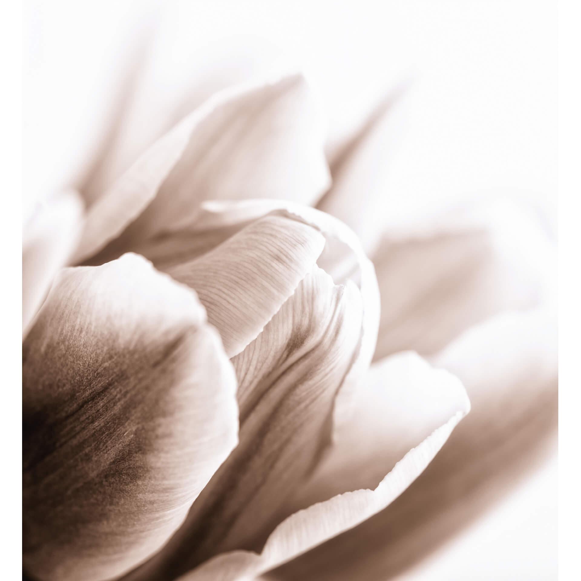 Fotobehang Tulpendetail