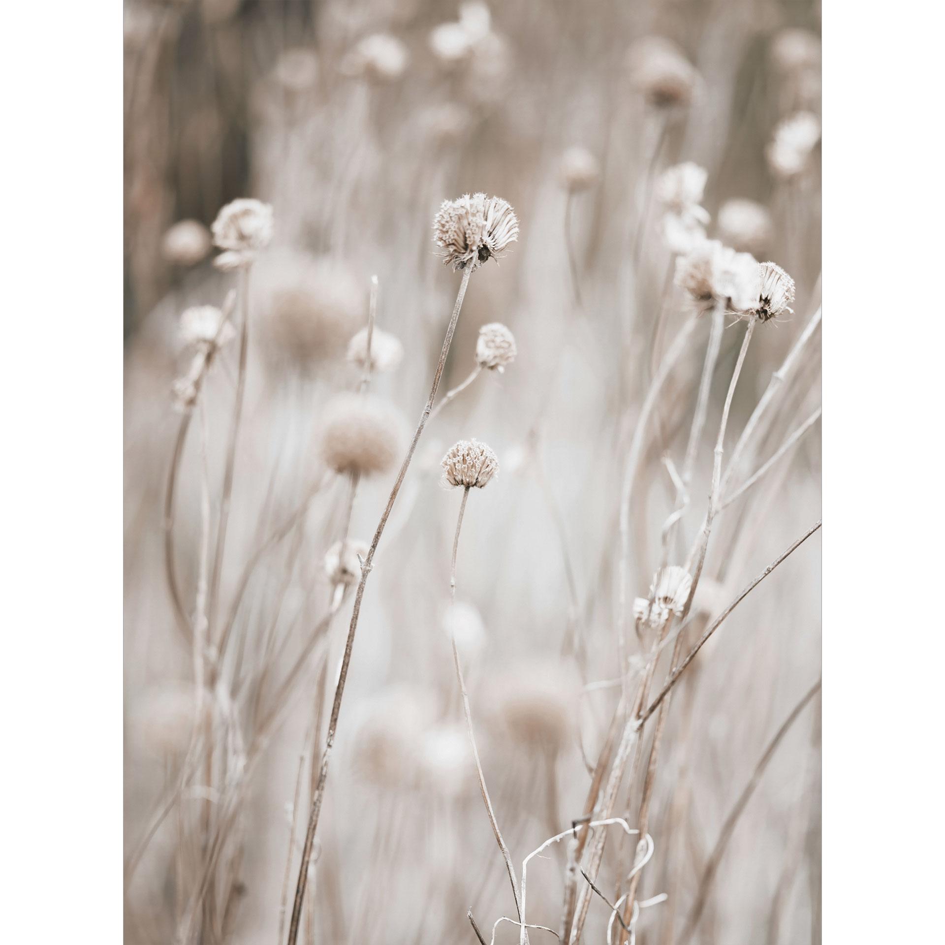 Natuur Fotobehang Gedroogde bloemen in zachte tinten - Annie