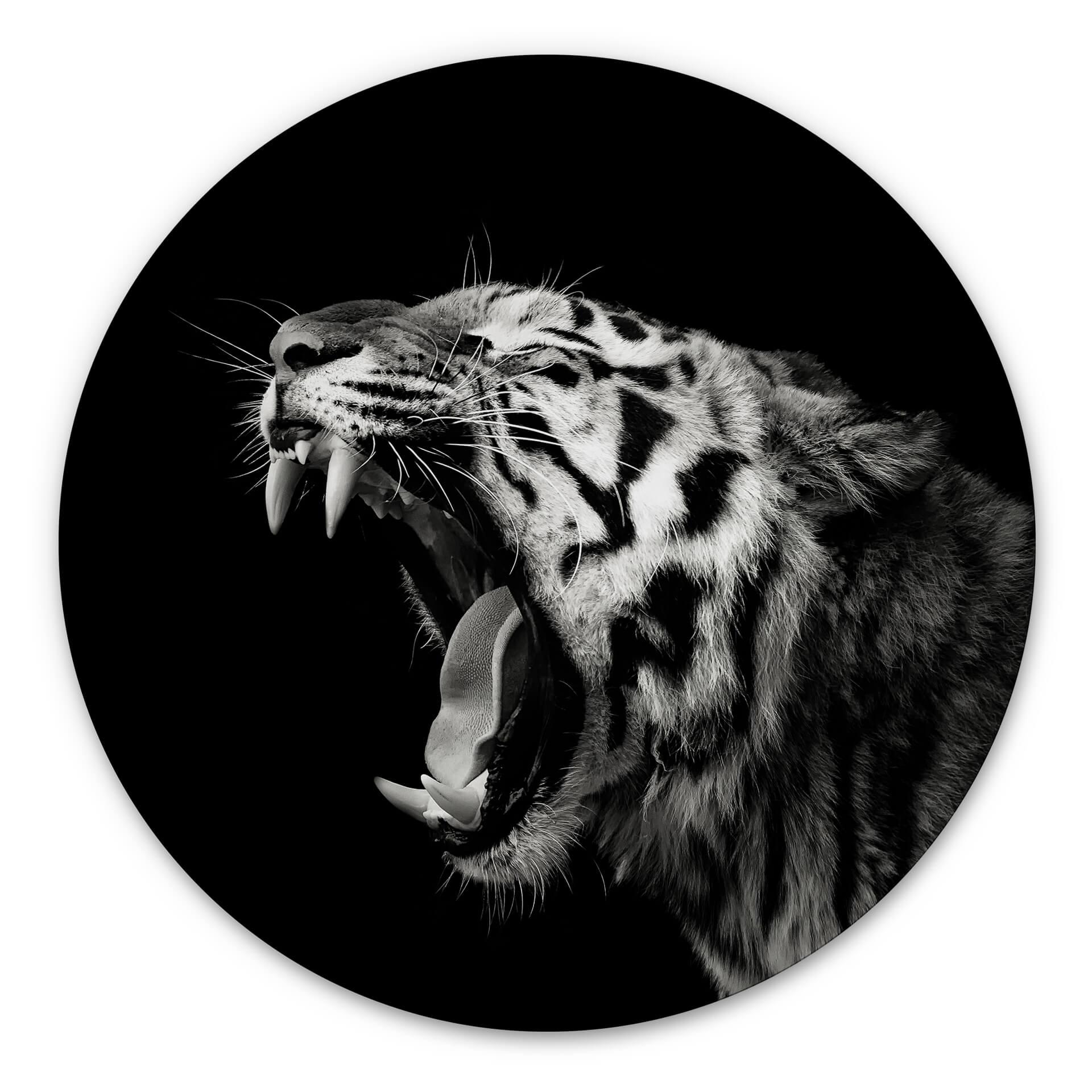 Hexagone - alu-Dibond Meermann - Le tigre - Rond