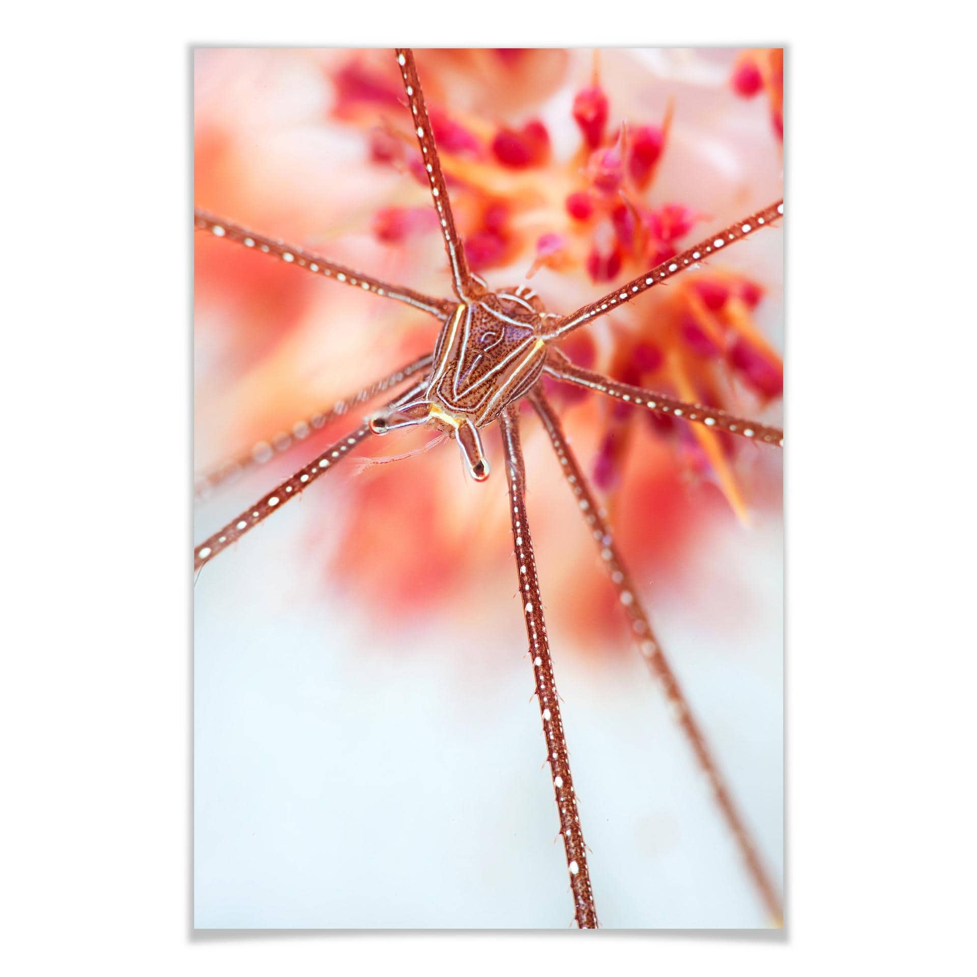 Poster - Narchuk - Exotique
