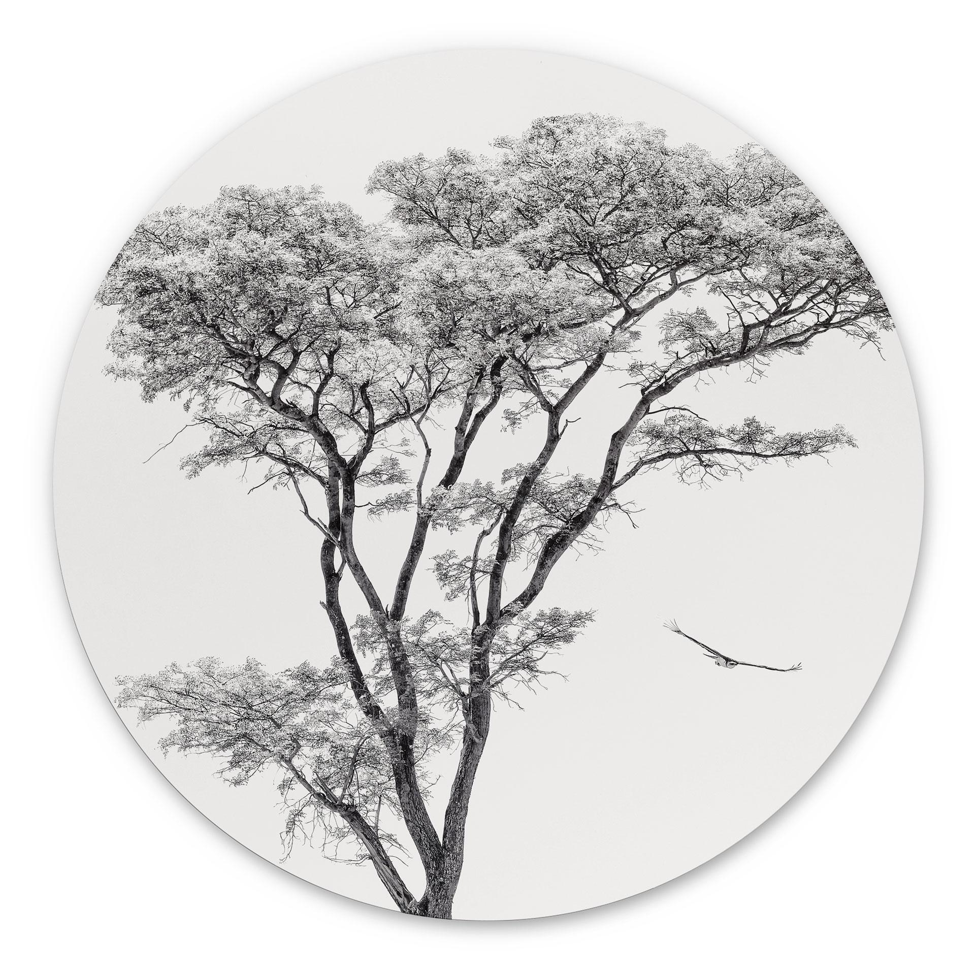 Wandbild Minimalistischer Baum in ruhiger Landschaft - Flour - Alu-Dibond Rund