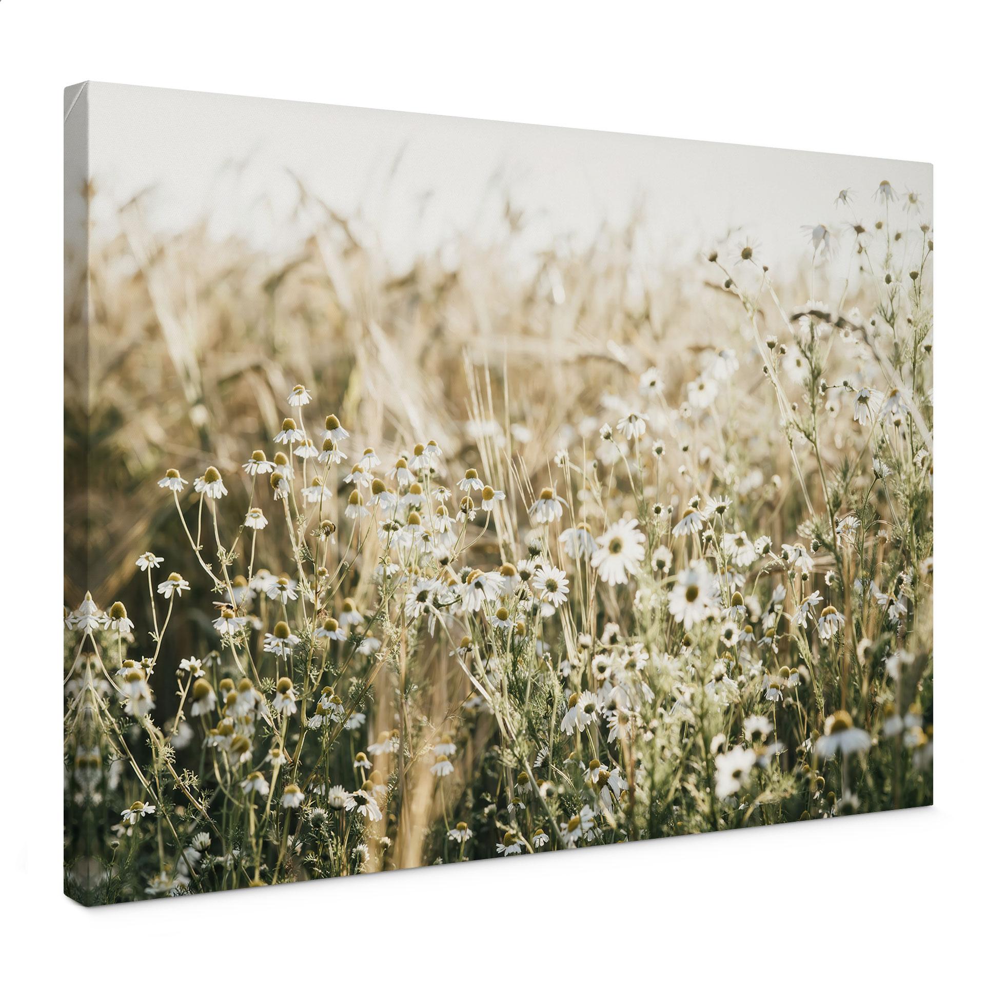 Canvasbillede sommereng med kamille - Annie