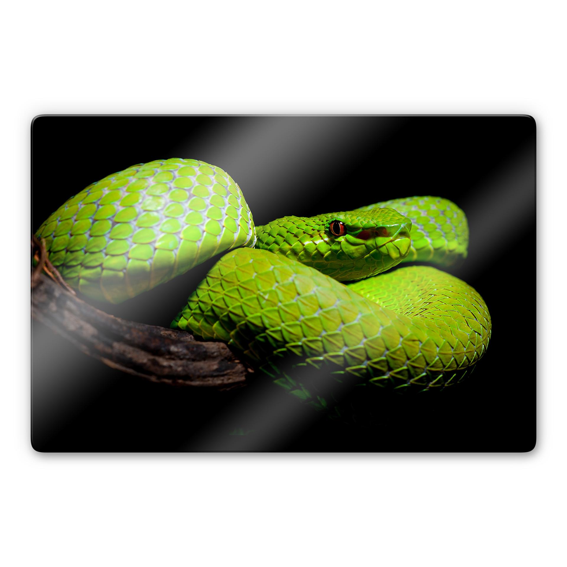 Glasschilderij Hakonsen - Green Viper
