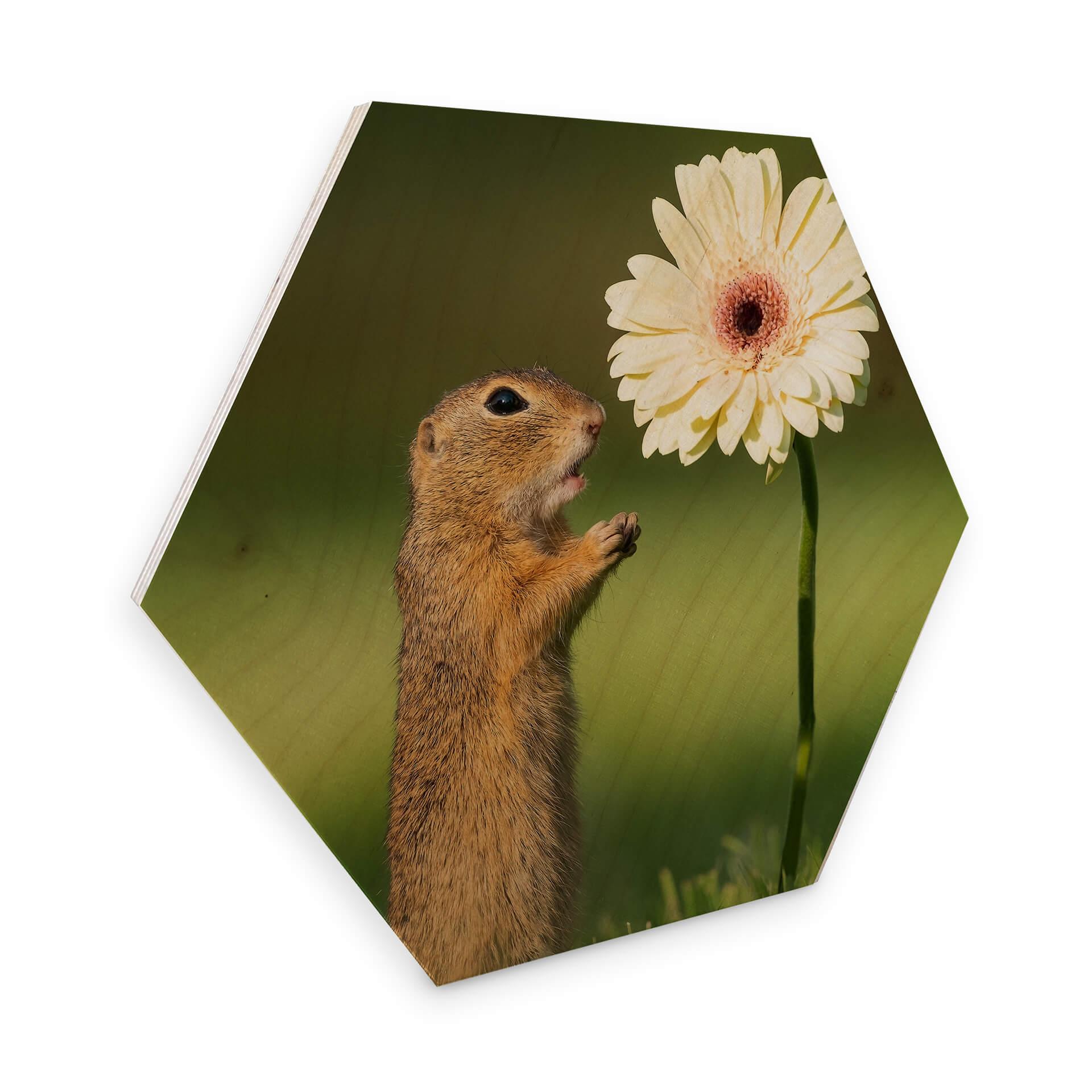 Hexagon - Berkenfineer Dick van Duijn - Eekhoorn met Gerbera