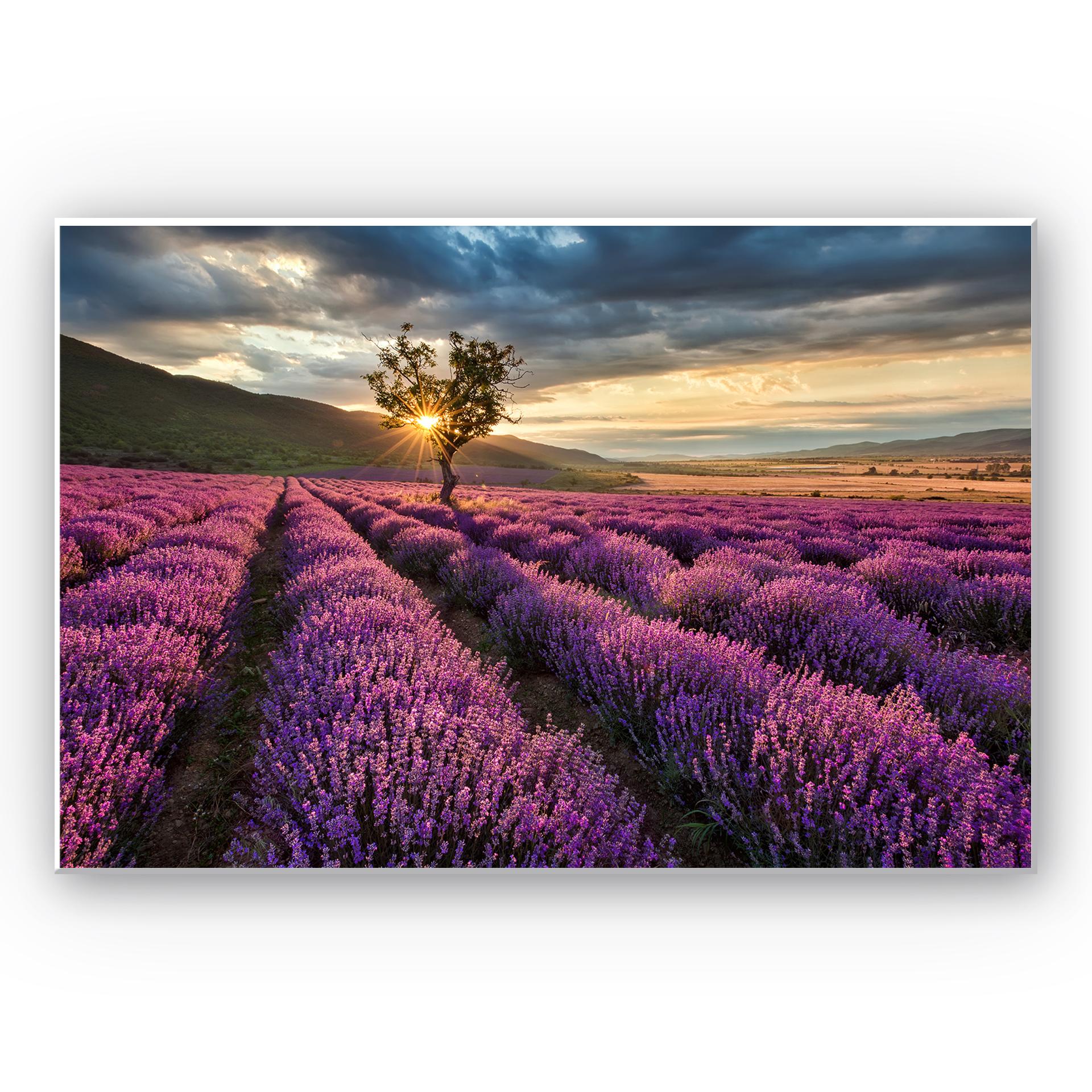 Tableau Forex - Champ de lavande en Provence