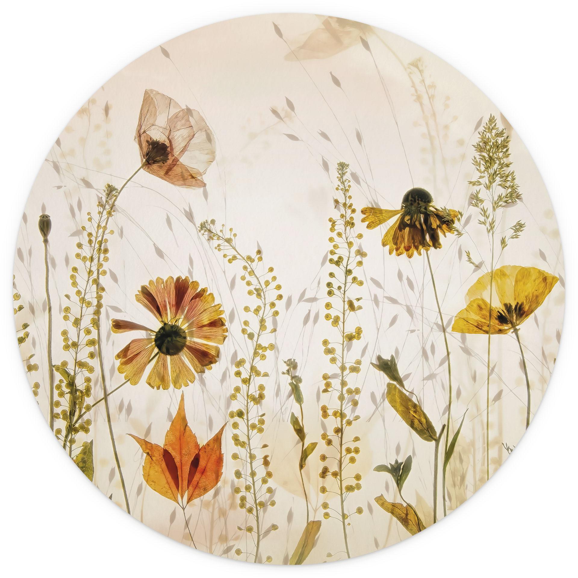 Fototapete Wilde Wiesenblumen im Sonnenlicht - Talen | Blumentapete Rund - Selbstklebend/Vlies