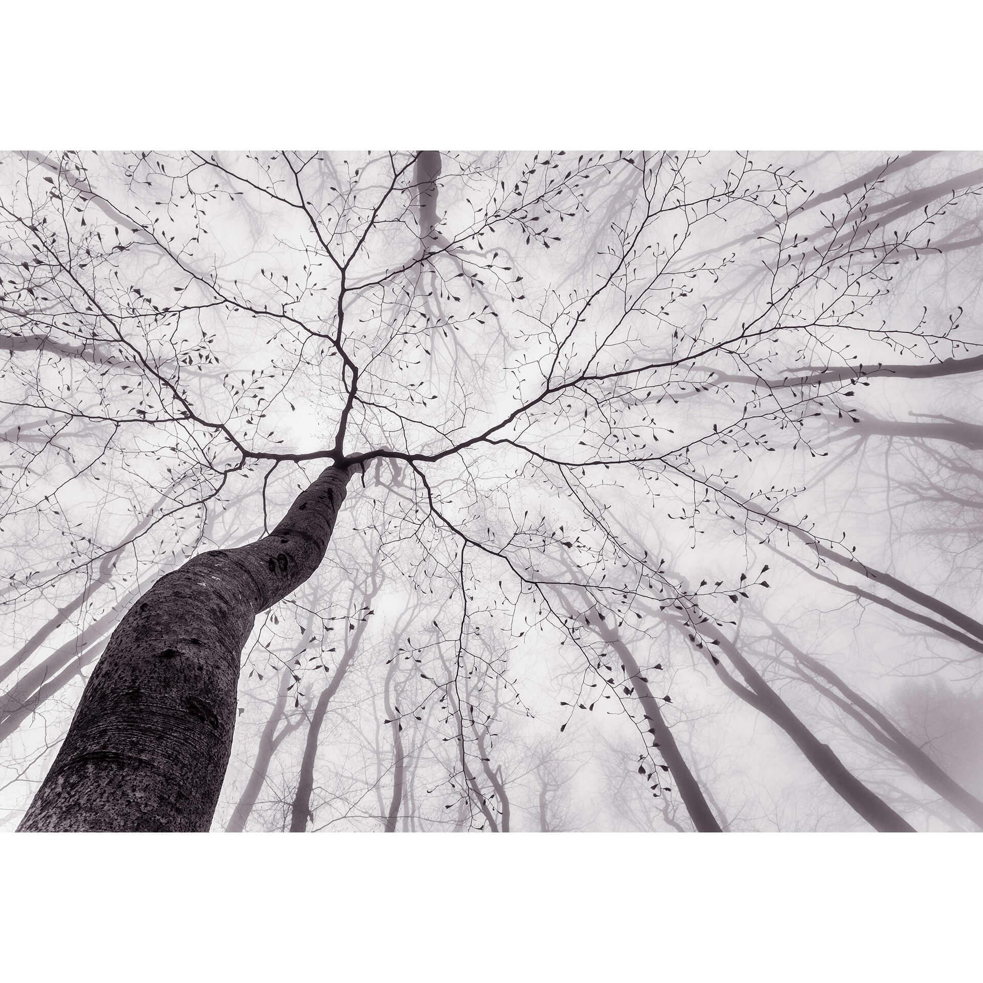 Fotobehang Papierbehang Pavlasek - Blik in de Bomen - 366x254 cm