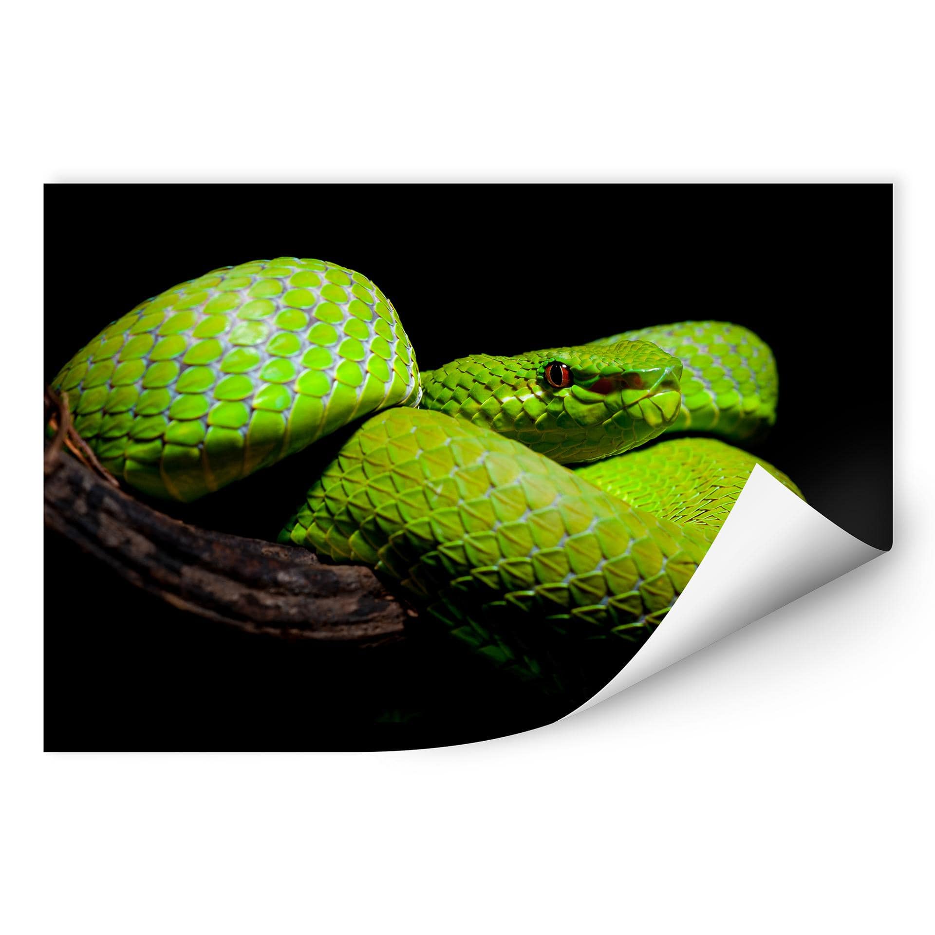 Zelfklevende Poster - Hakonsen - Green Pit Viper