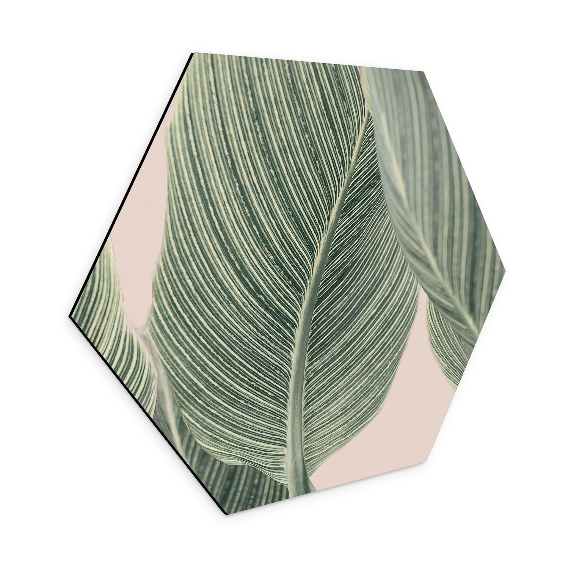 Hexagon Dibond Calathea-plante - Sisi & Seb