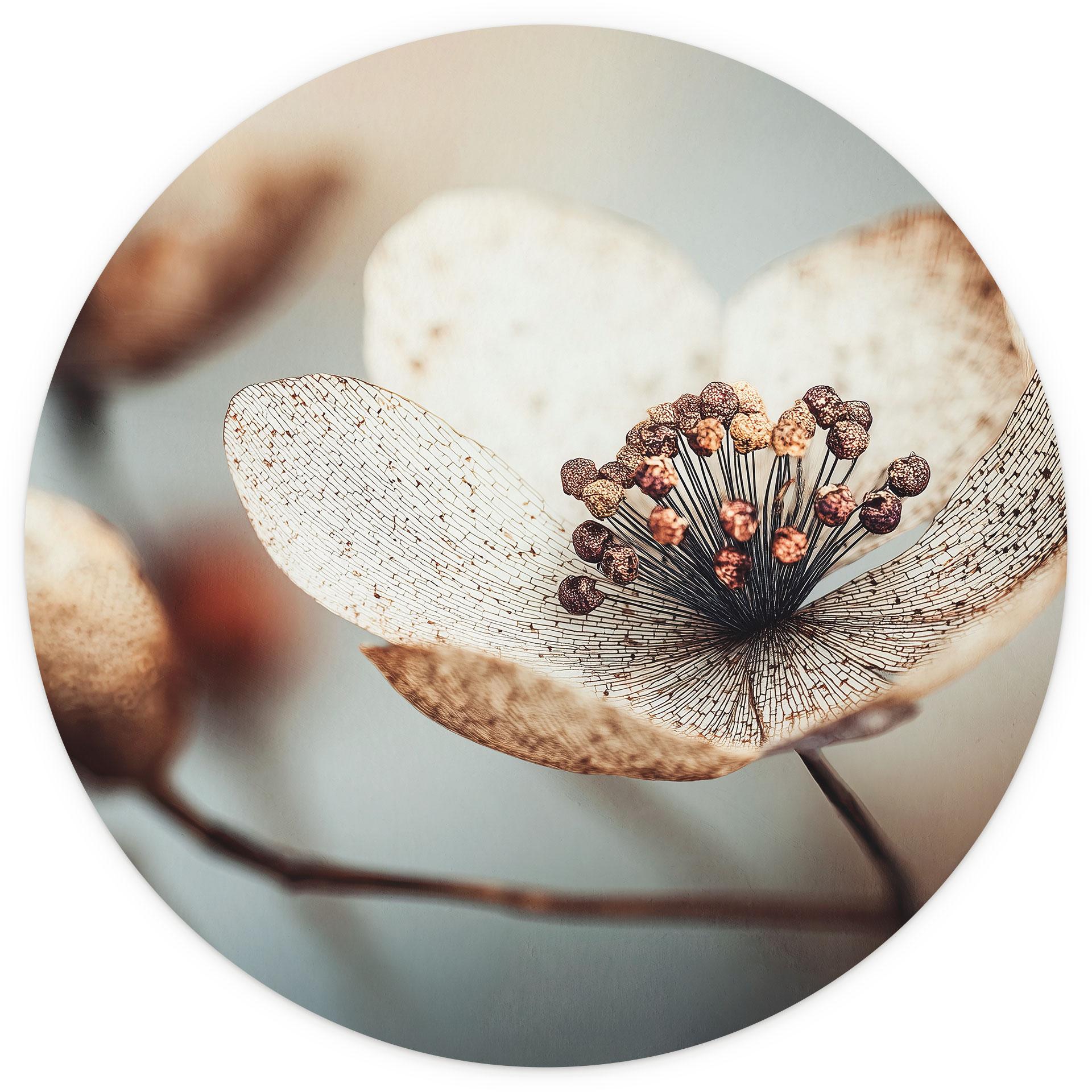 Bloemen Fotobehang Boho gedroogde bloemen macro - Treechild - rond - zelfklevend/niet-geweven