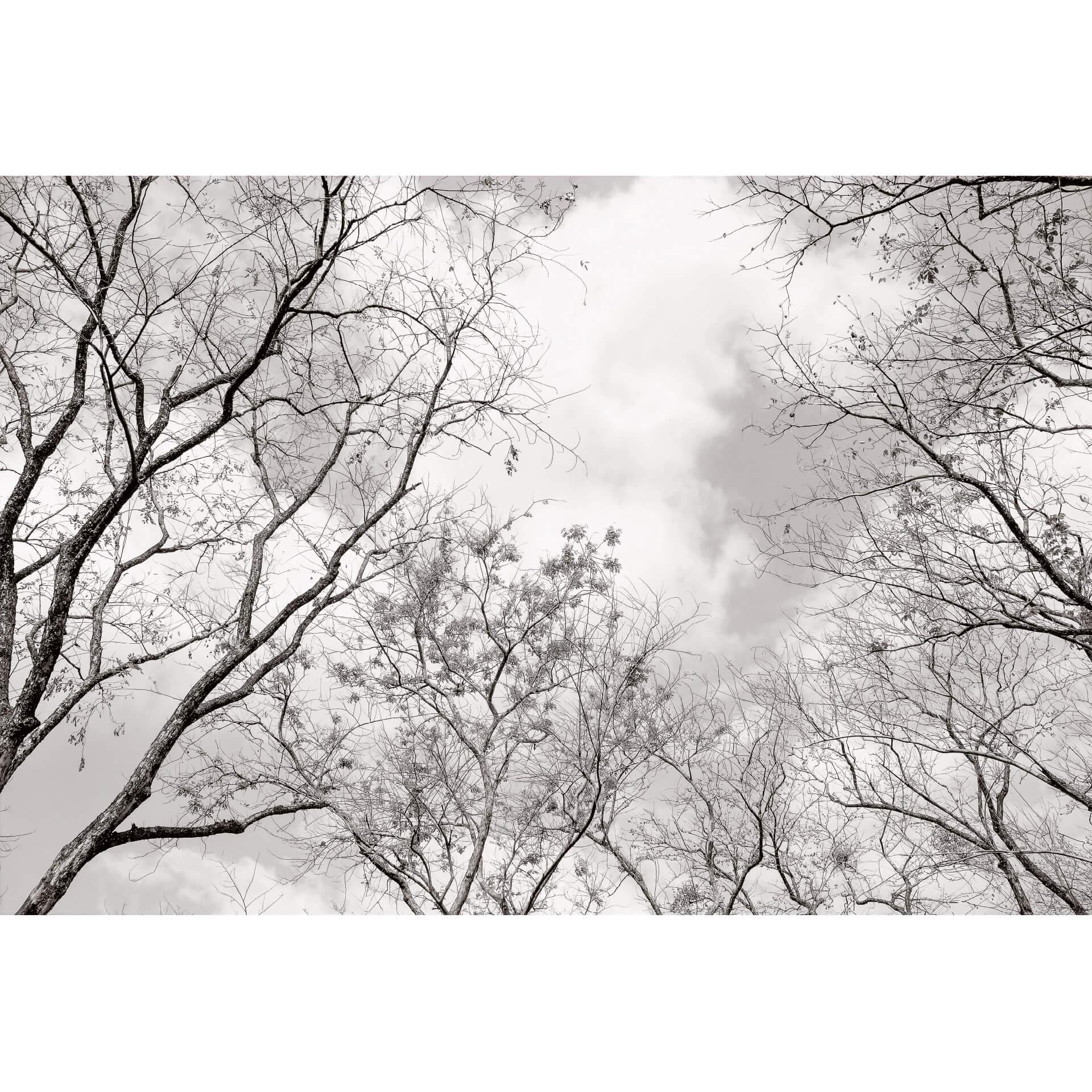 Fotobehang Tree Tops