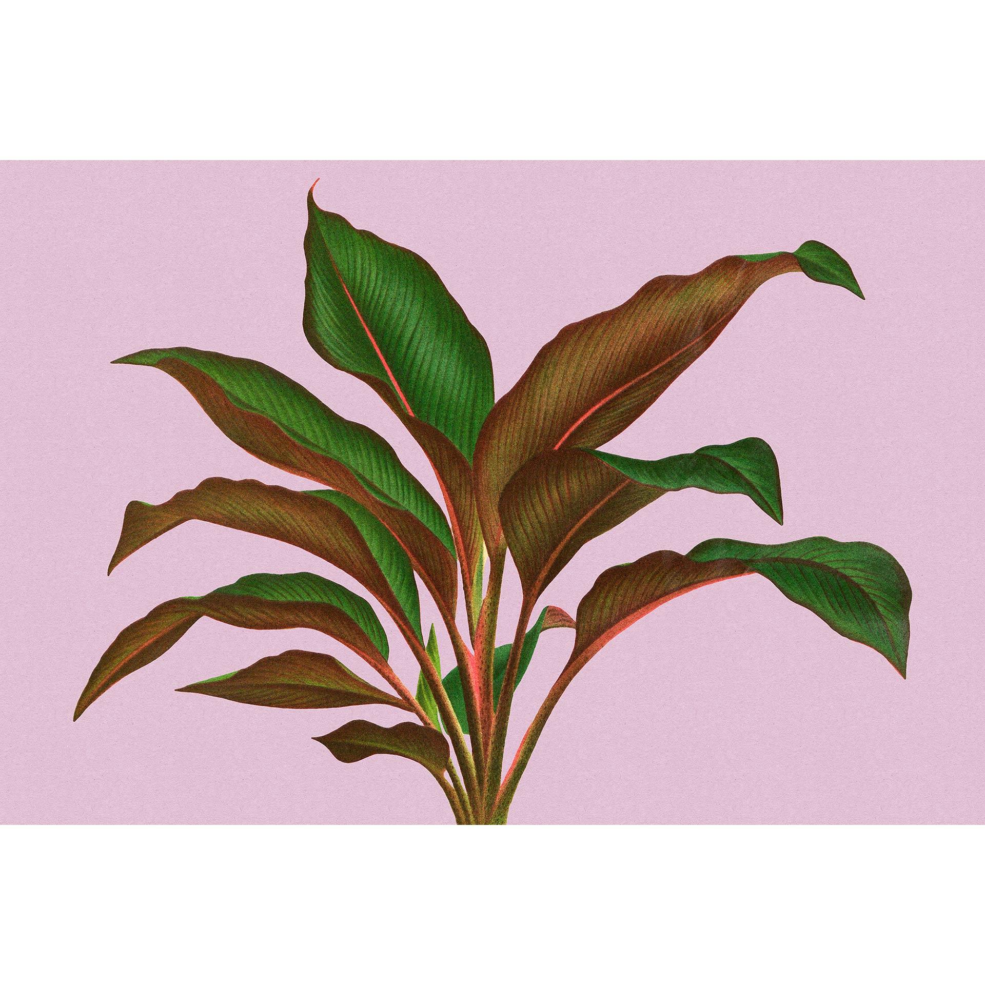 Livingwalls Fotobehang Walls by Patel 3 Leaf Garden