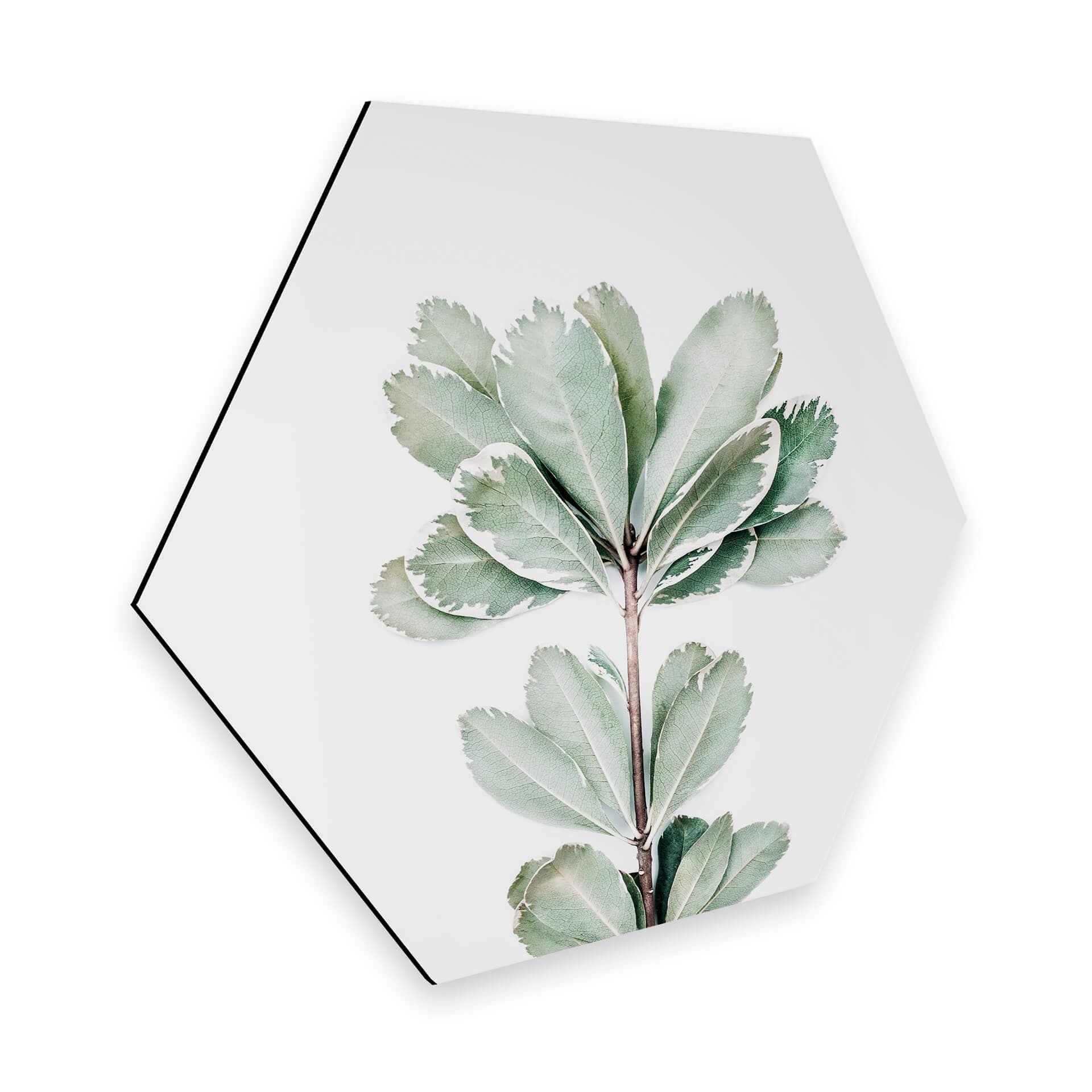 Hexagon Dibond Sisi & Seb - Botanisch