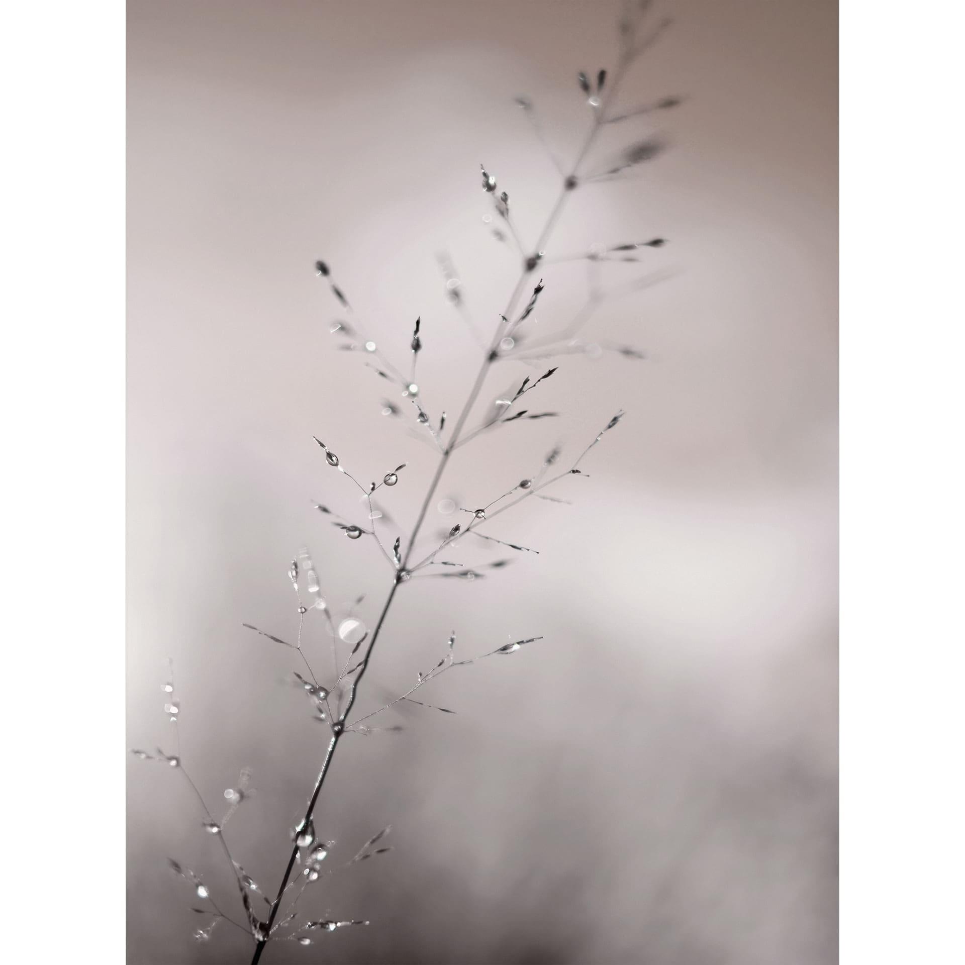 Grasblad met dauwdruppels | Rustig natuur Fotobehang voor de woonkamer - Sillen