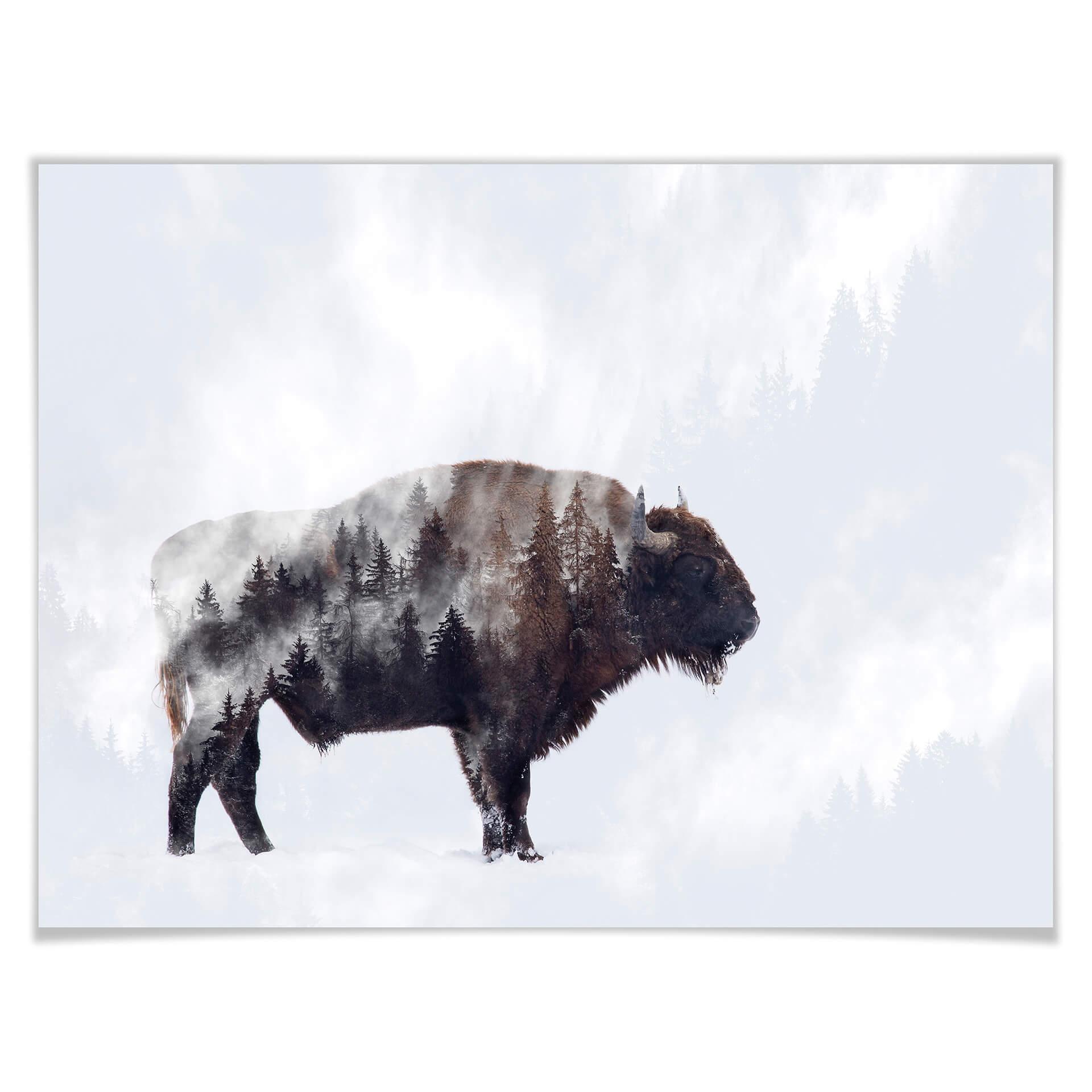 Plakat - Beáta - Bison