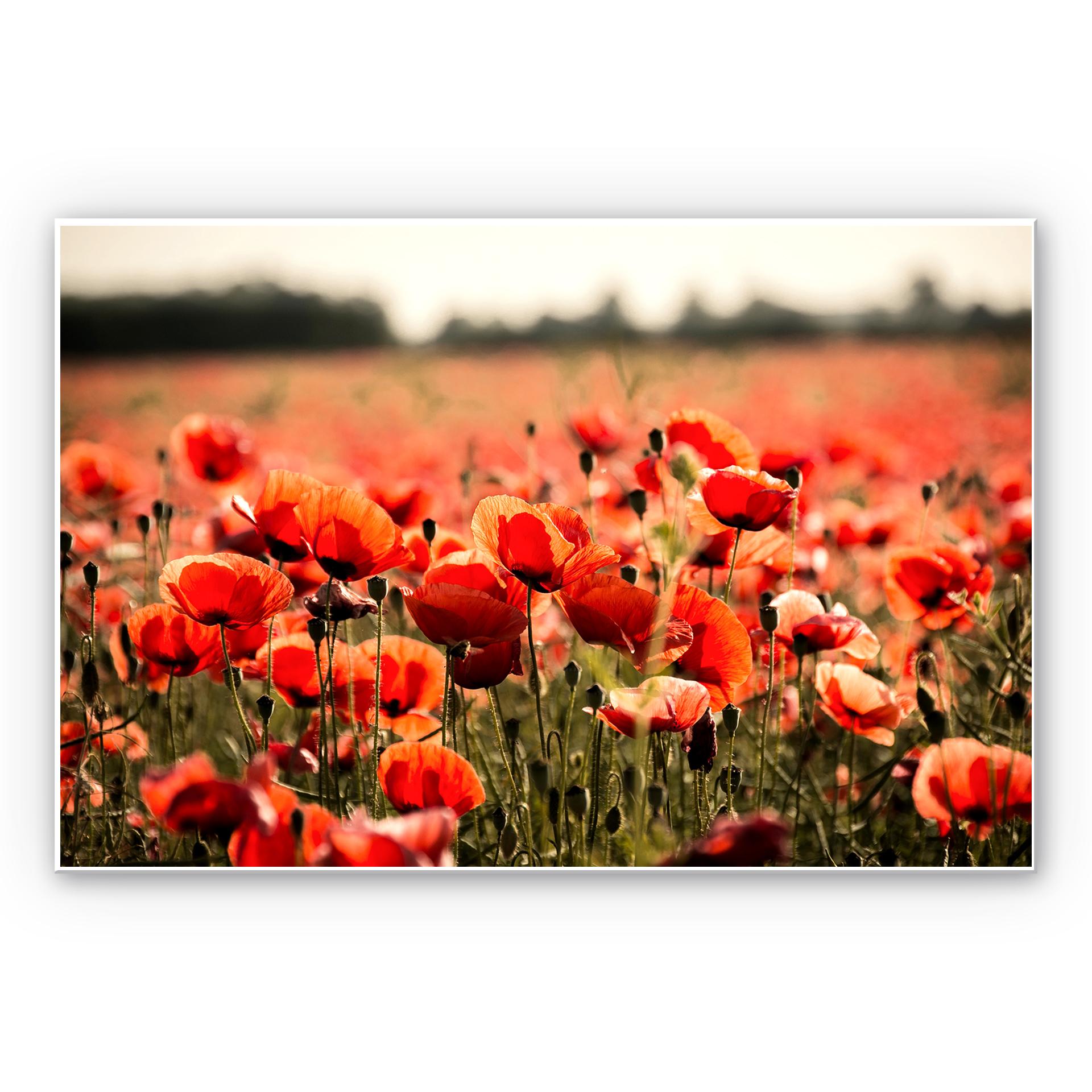 Wandbild Poppy Field
