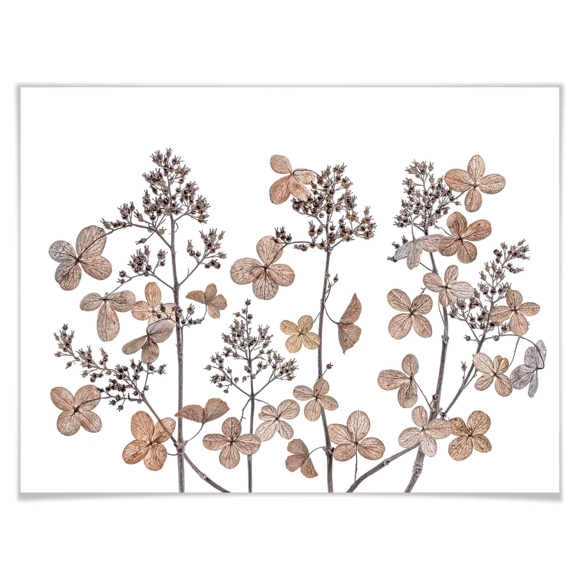 Plakat - Disher - Tørrede blomster