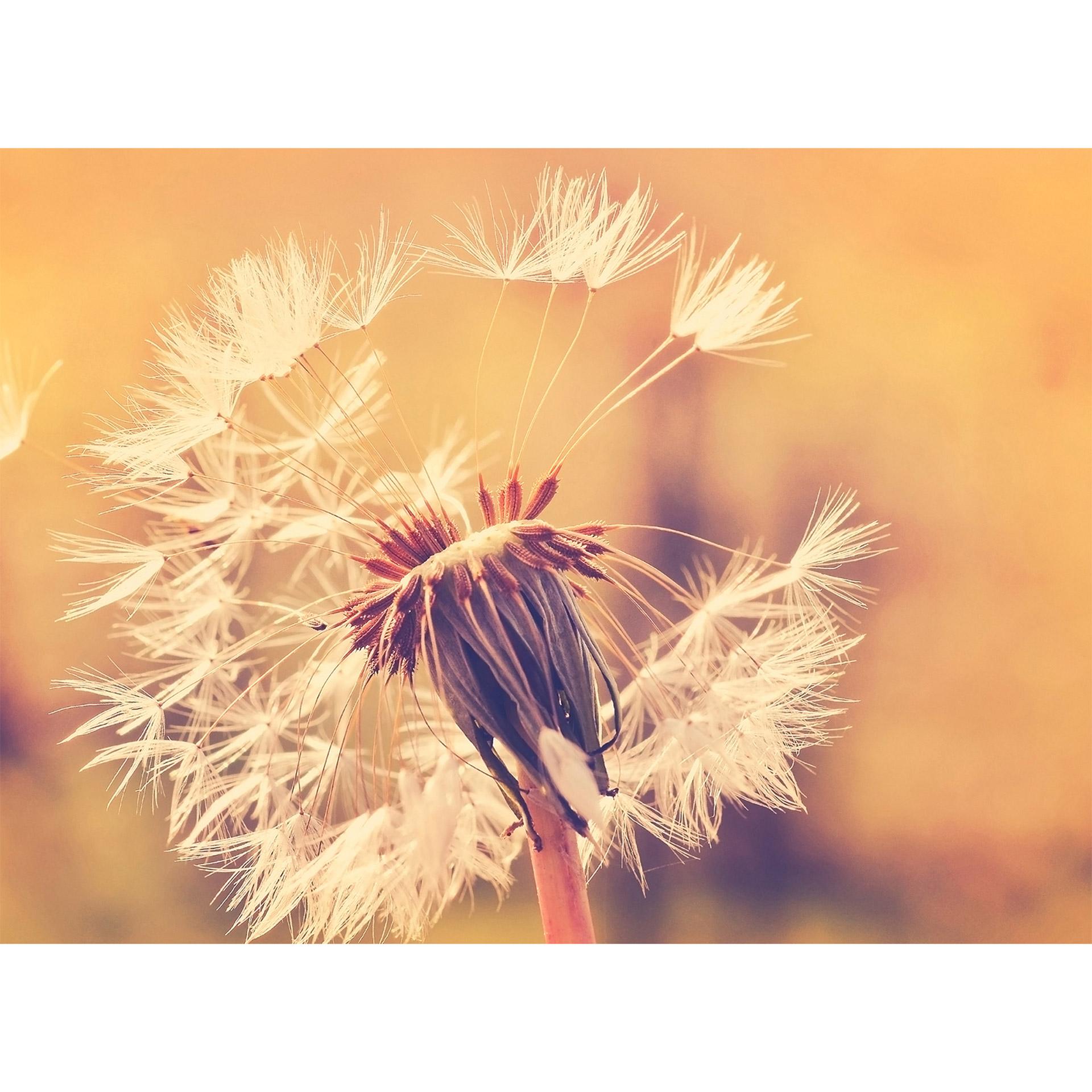 Livingwalls Fotobehang Designwalls Dandelion Flowers