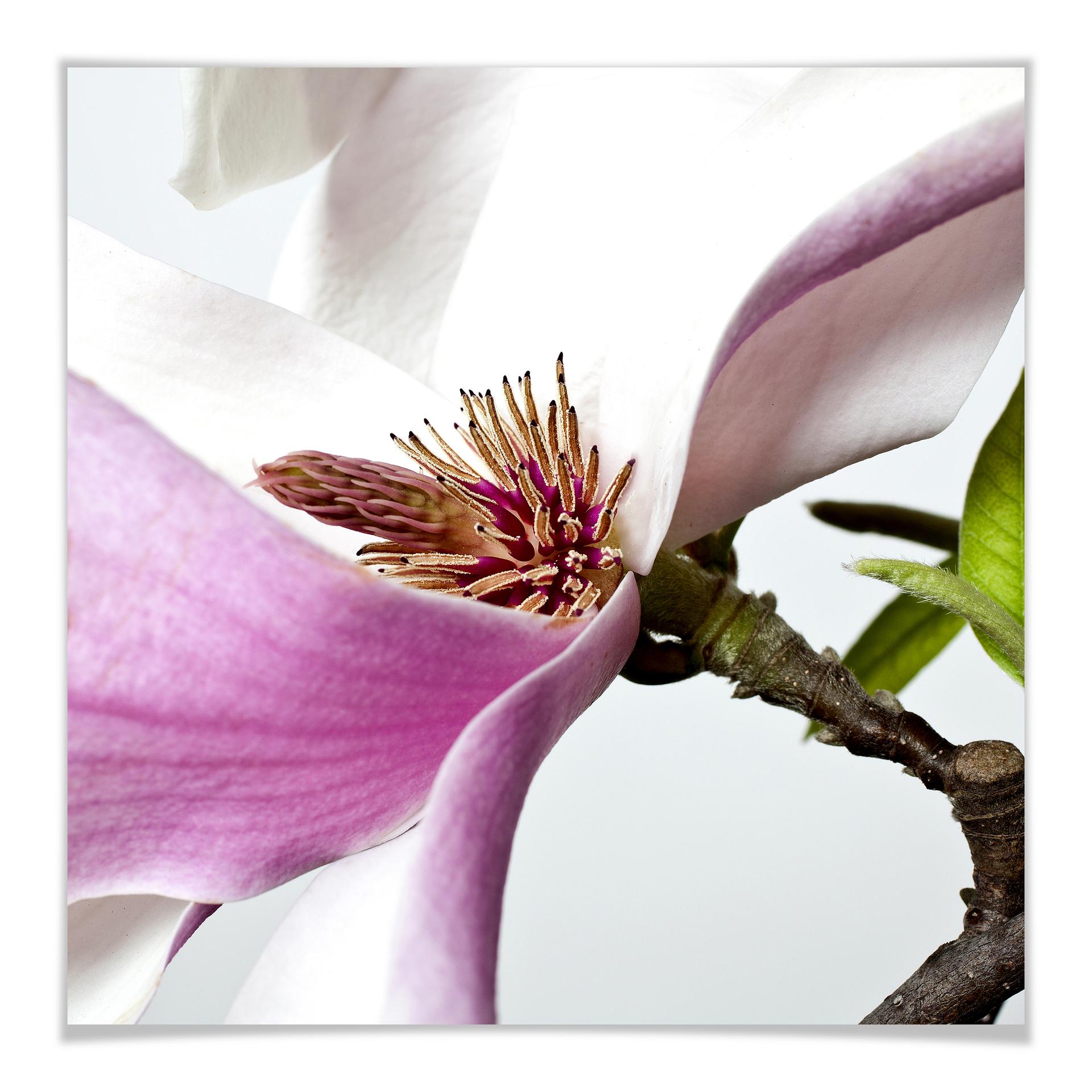 Poster - Magnolia