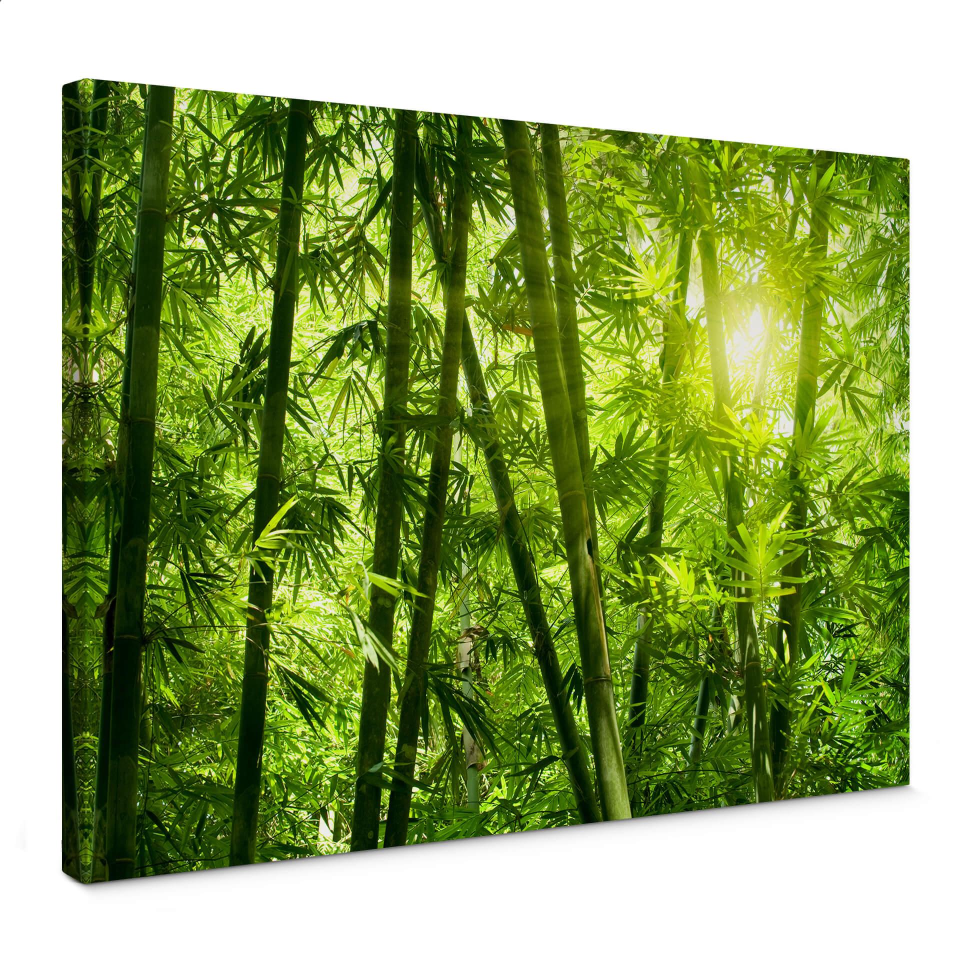 Lienzo Sol en un bosque de bambú