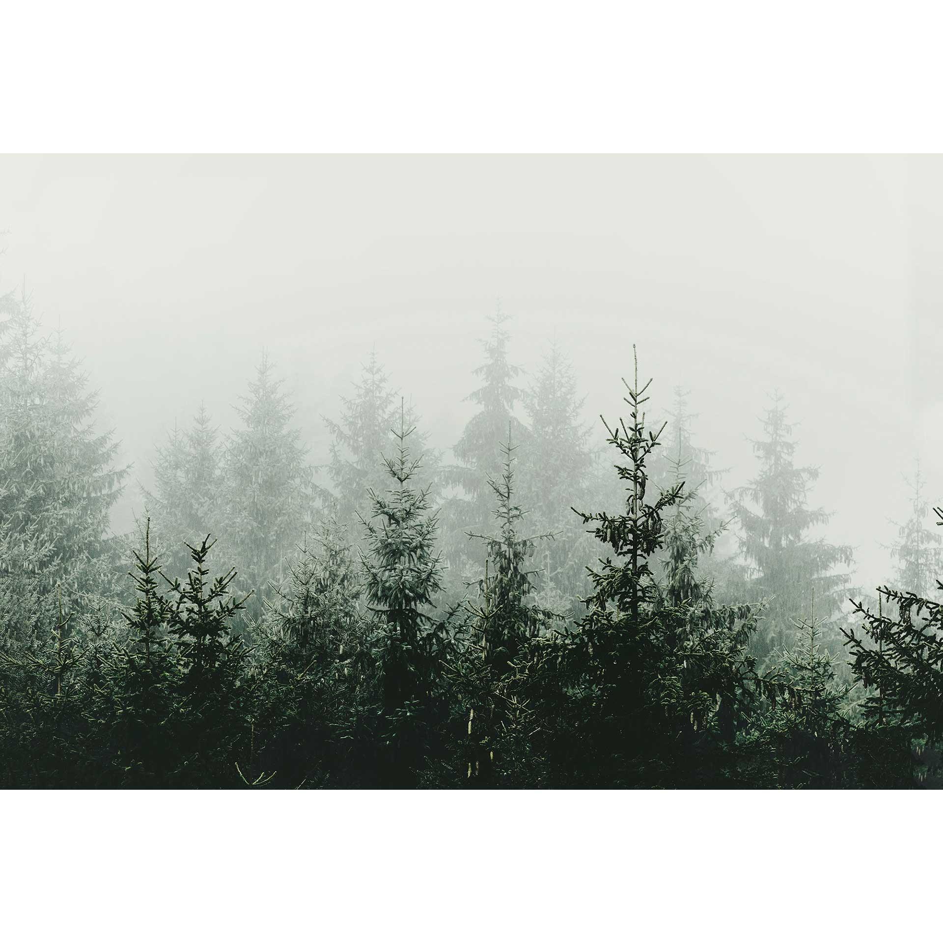 Livingwalls papier peint photo ARTist Mountain Forest