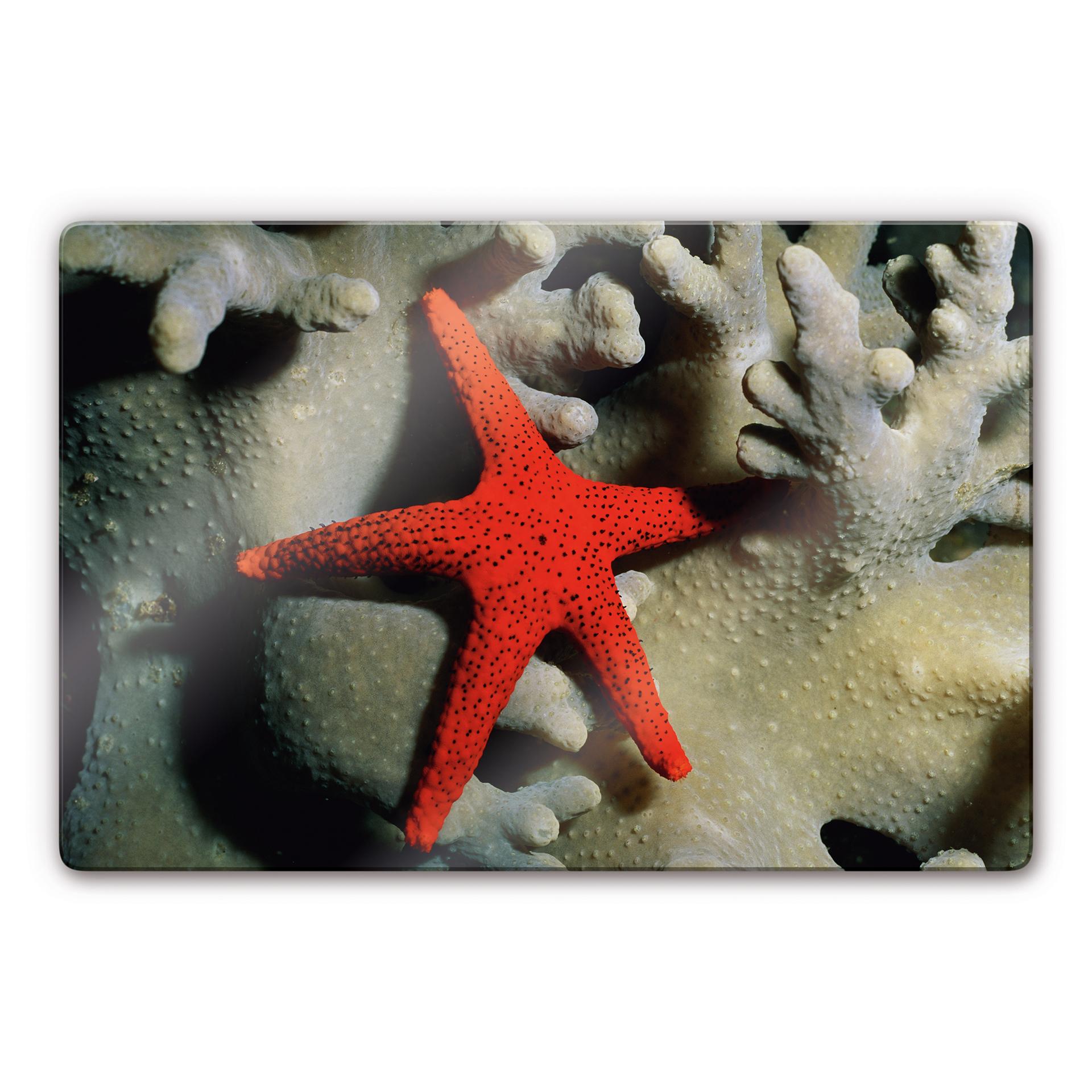 Tableau en verre - Étoile de mer rouge