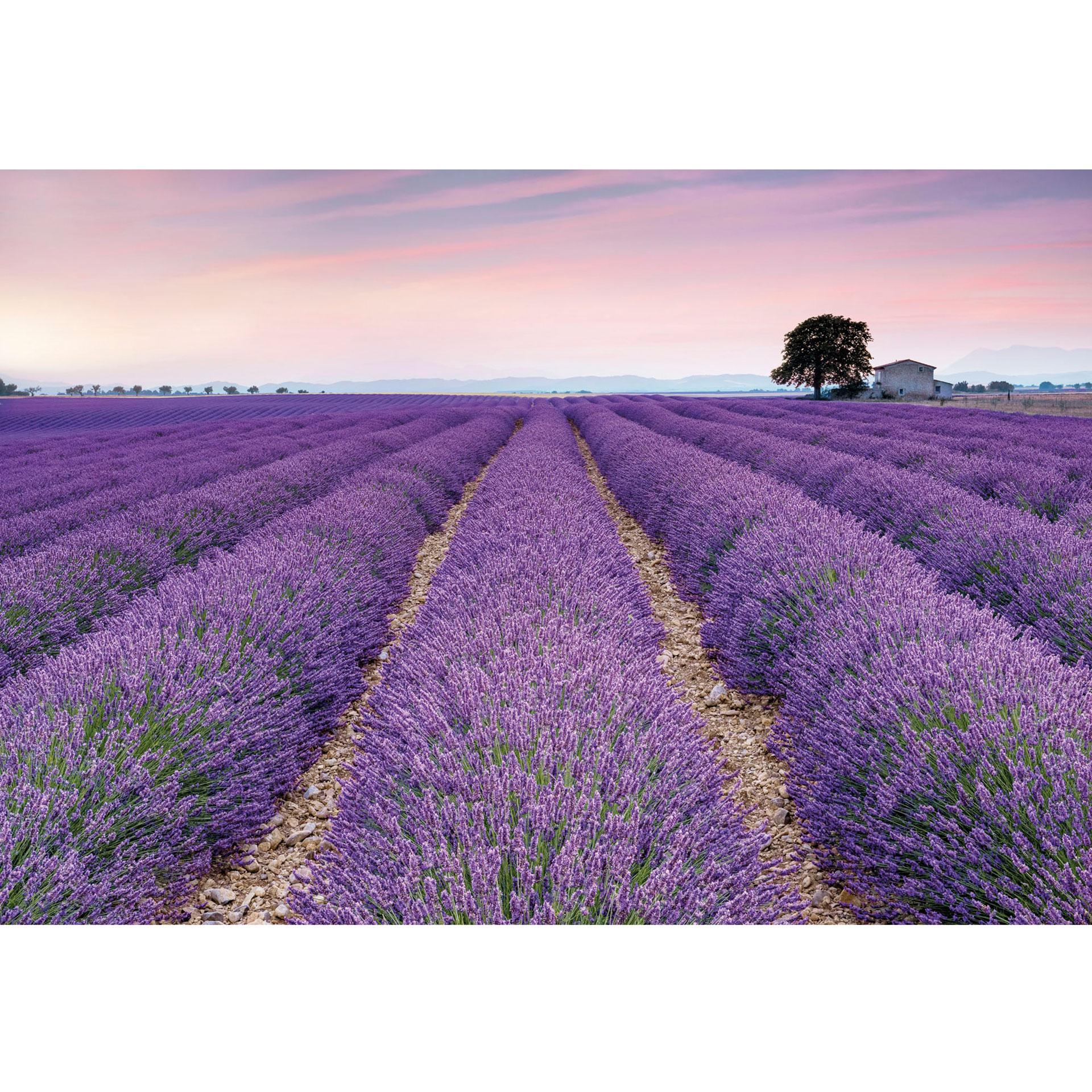 Fotobehang Vliesbehang Provence