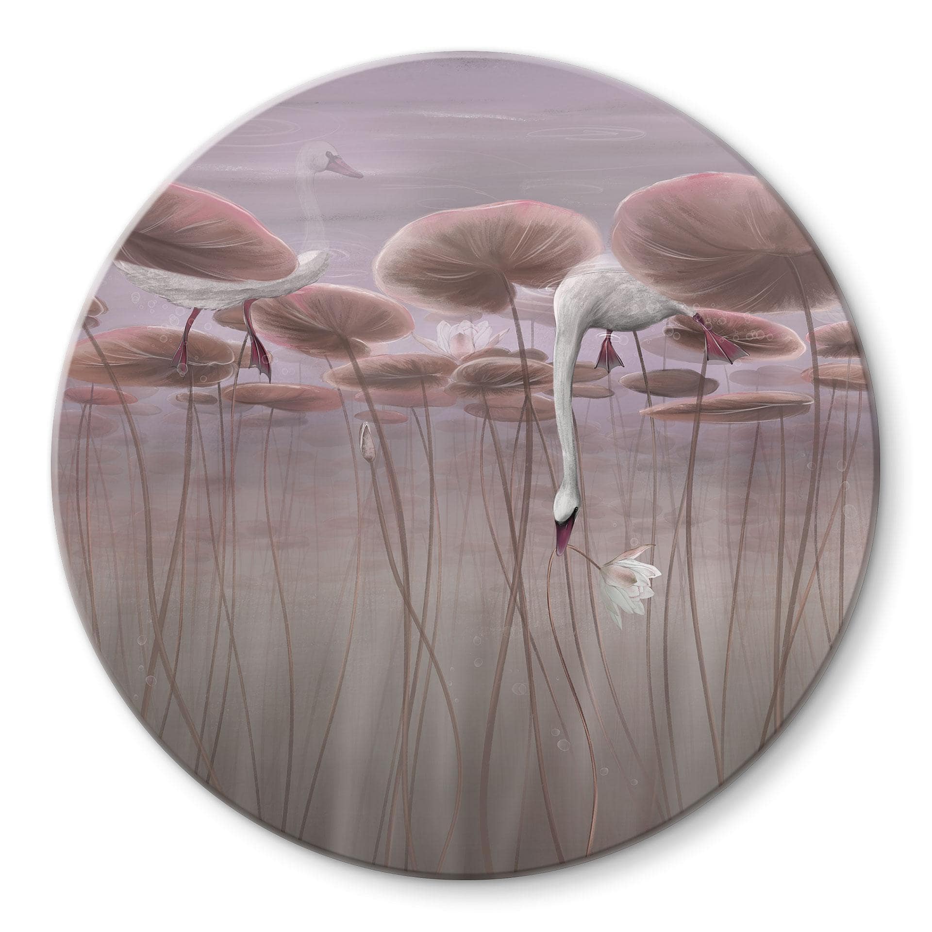 Glasbild Lotusblumen mit Schwan im Wasser in Altrosa - Ms Tiff - Rund