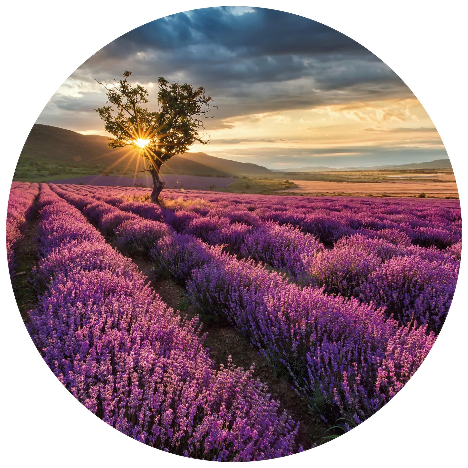 Fototapete - Lavendelblüte in der Provence - Rund - Selbstklebend/Vlies
