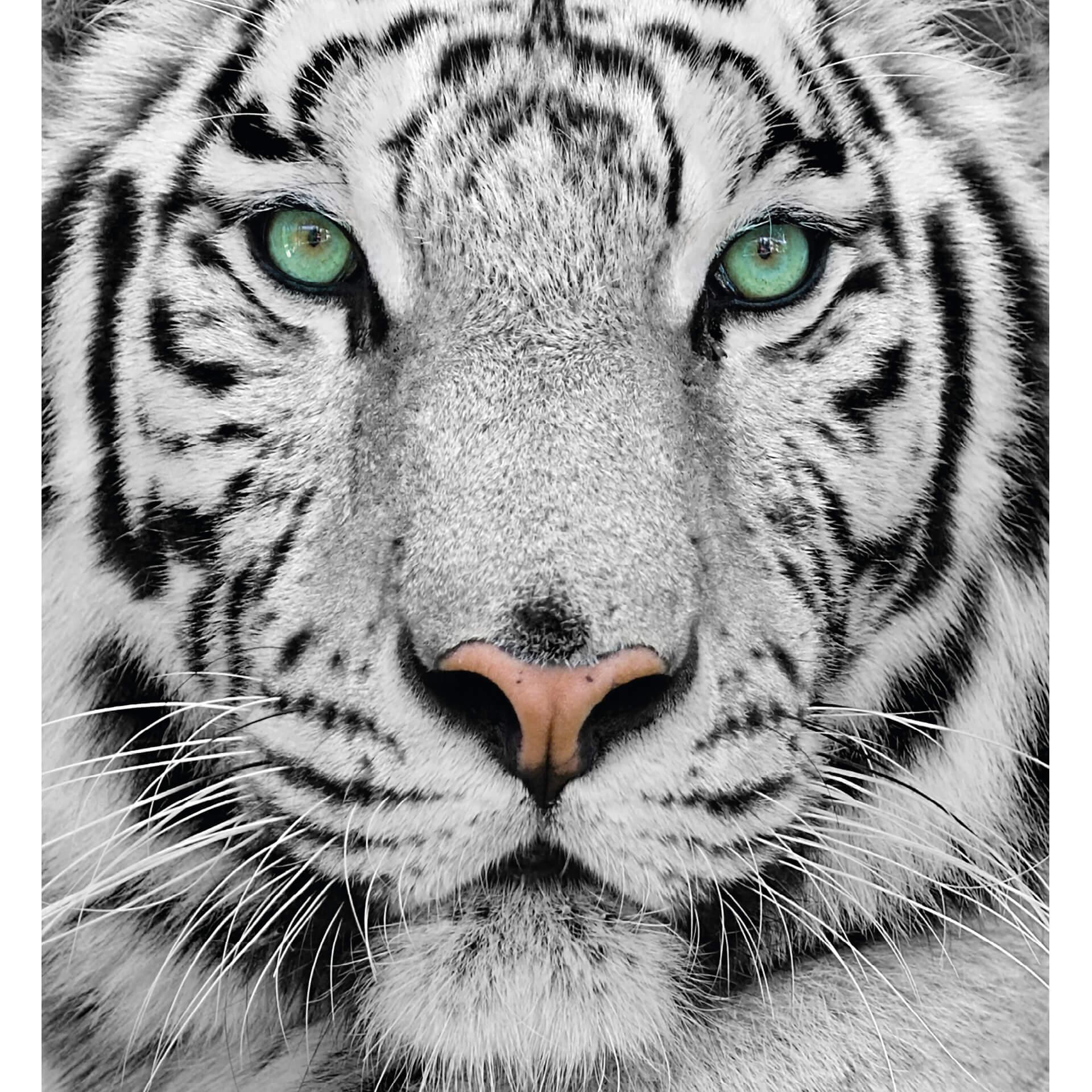 Fotobehang Witte Tijger