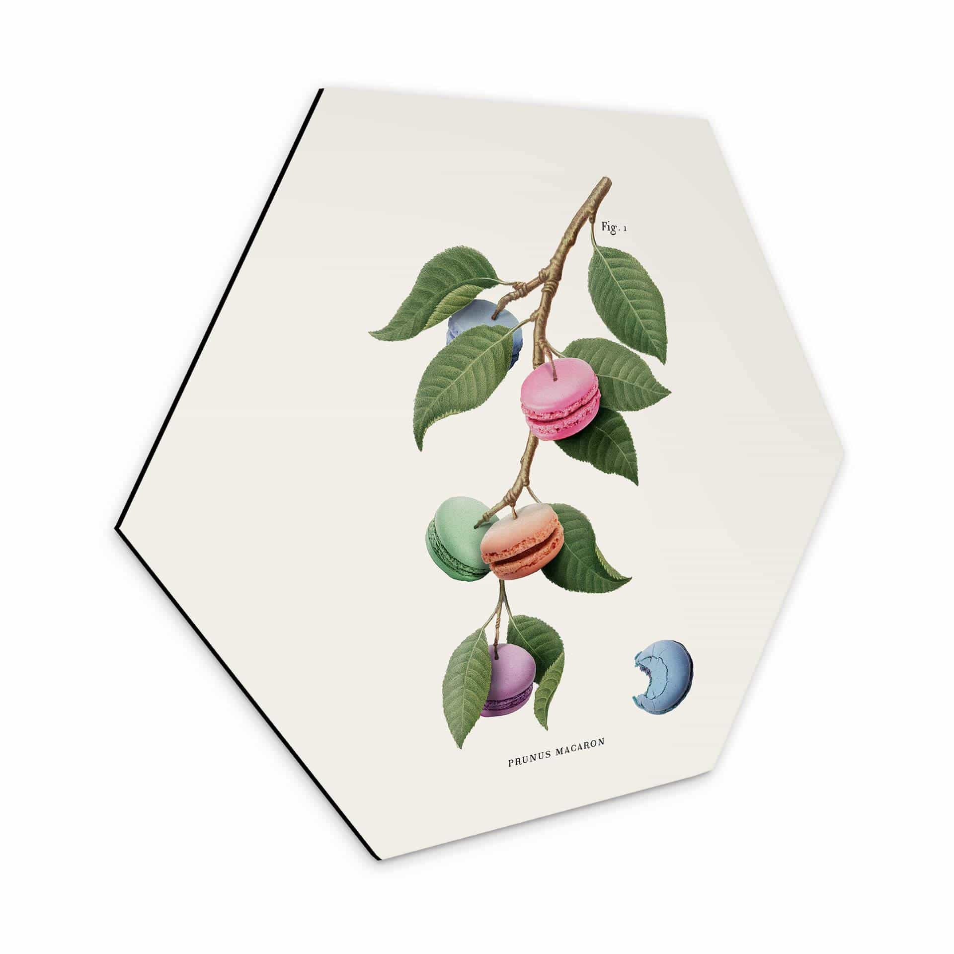 Hexagone - alu-Dibond Loose Plante à macarons