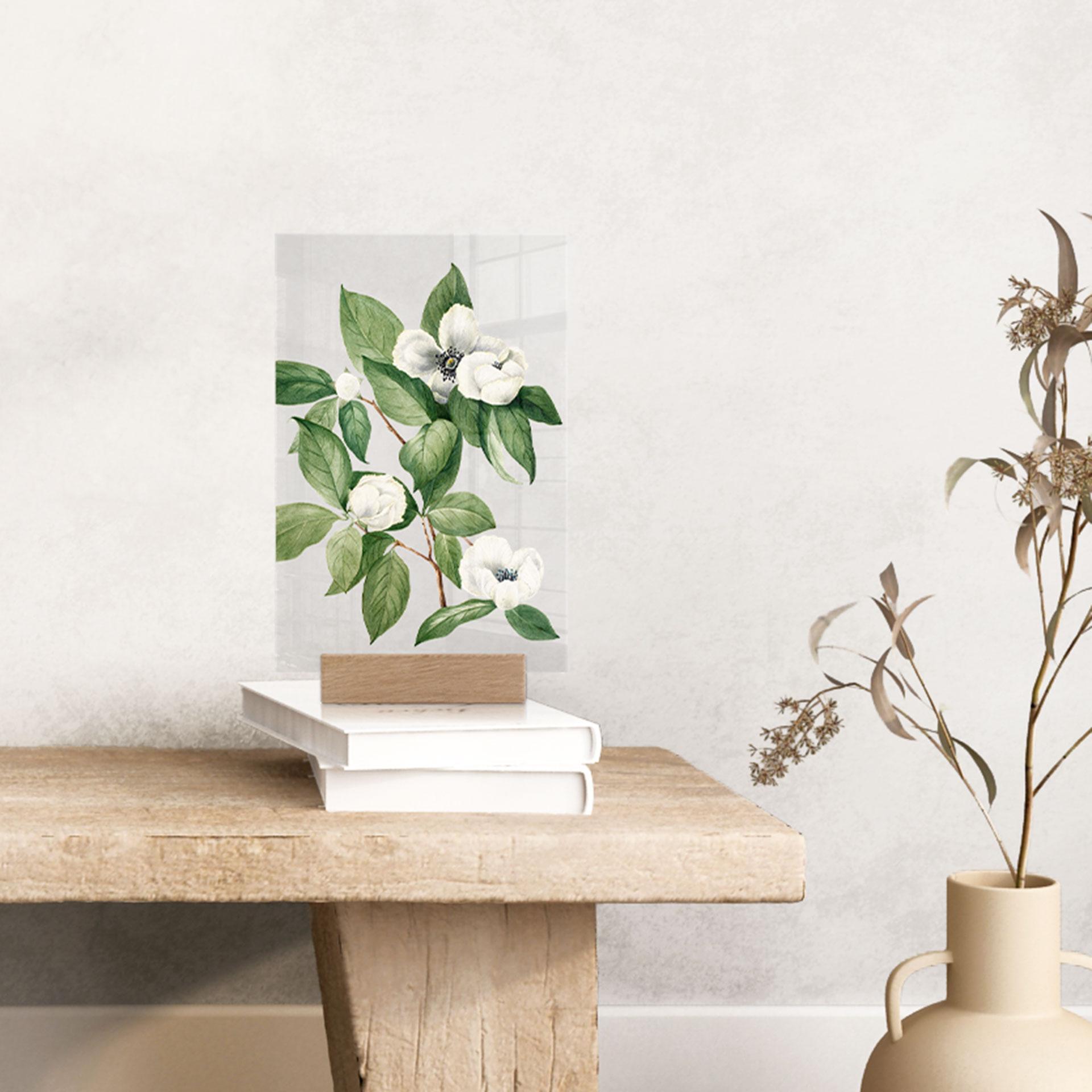 Plantkundige illustratie van een namaakcamelia - Walcott