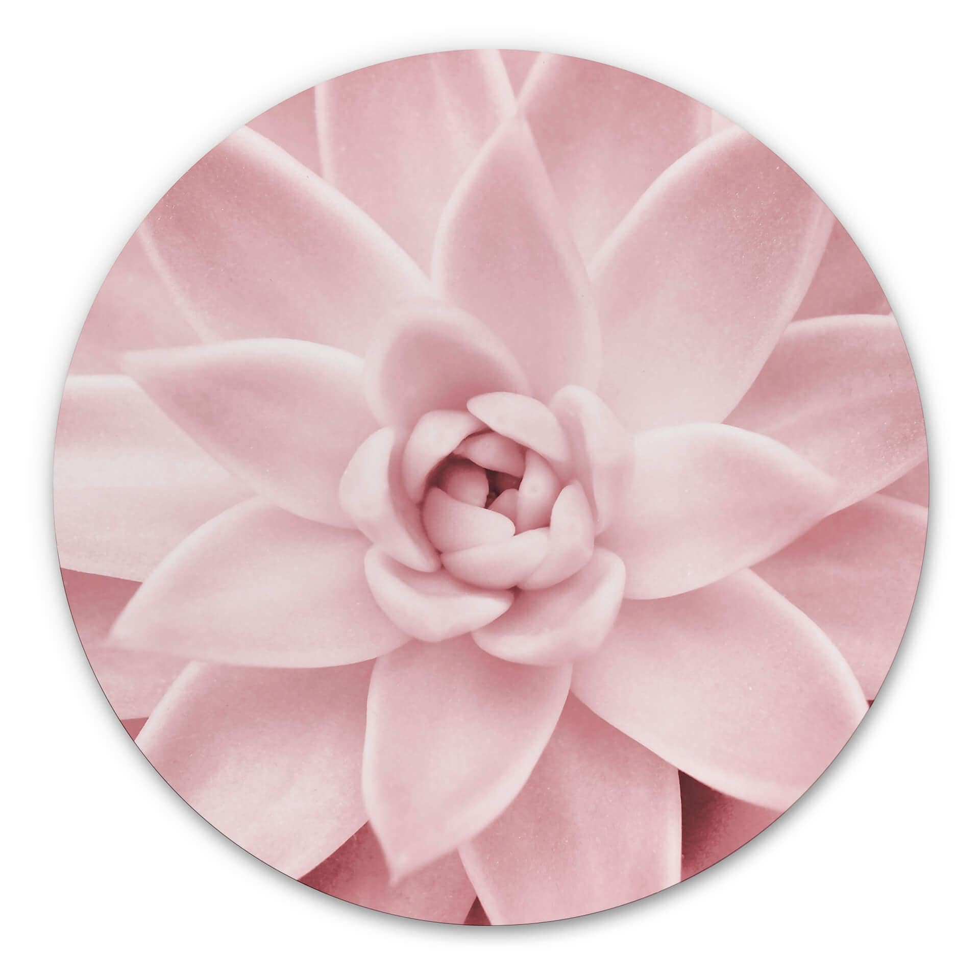 Tableau sur alu-Dibond rond Sisi & Seb - Succulente rose